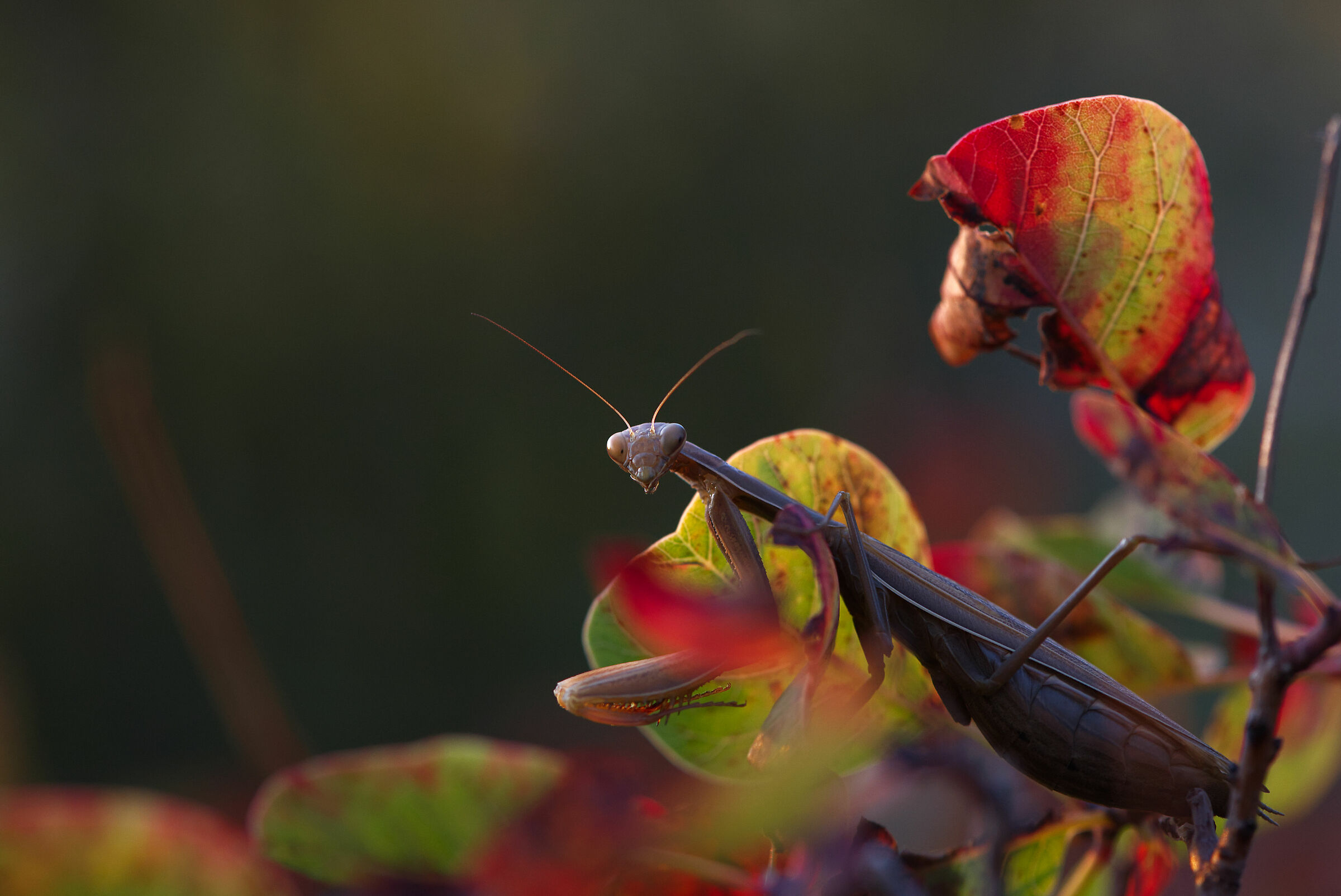 Preghiere al tramonto sul Carso triestino
