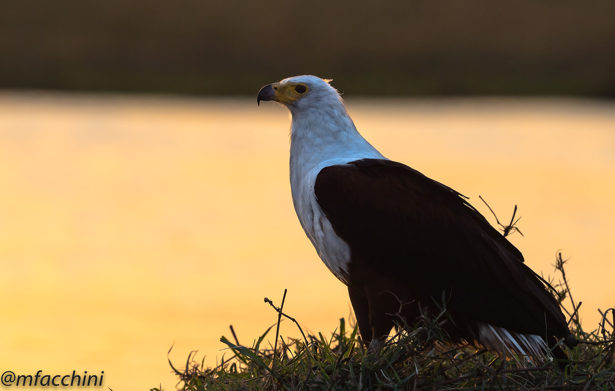Haliaeatus vocifer/African fish eagle