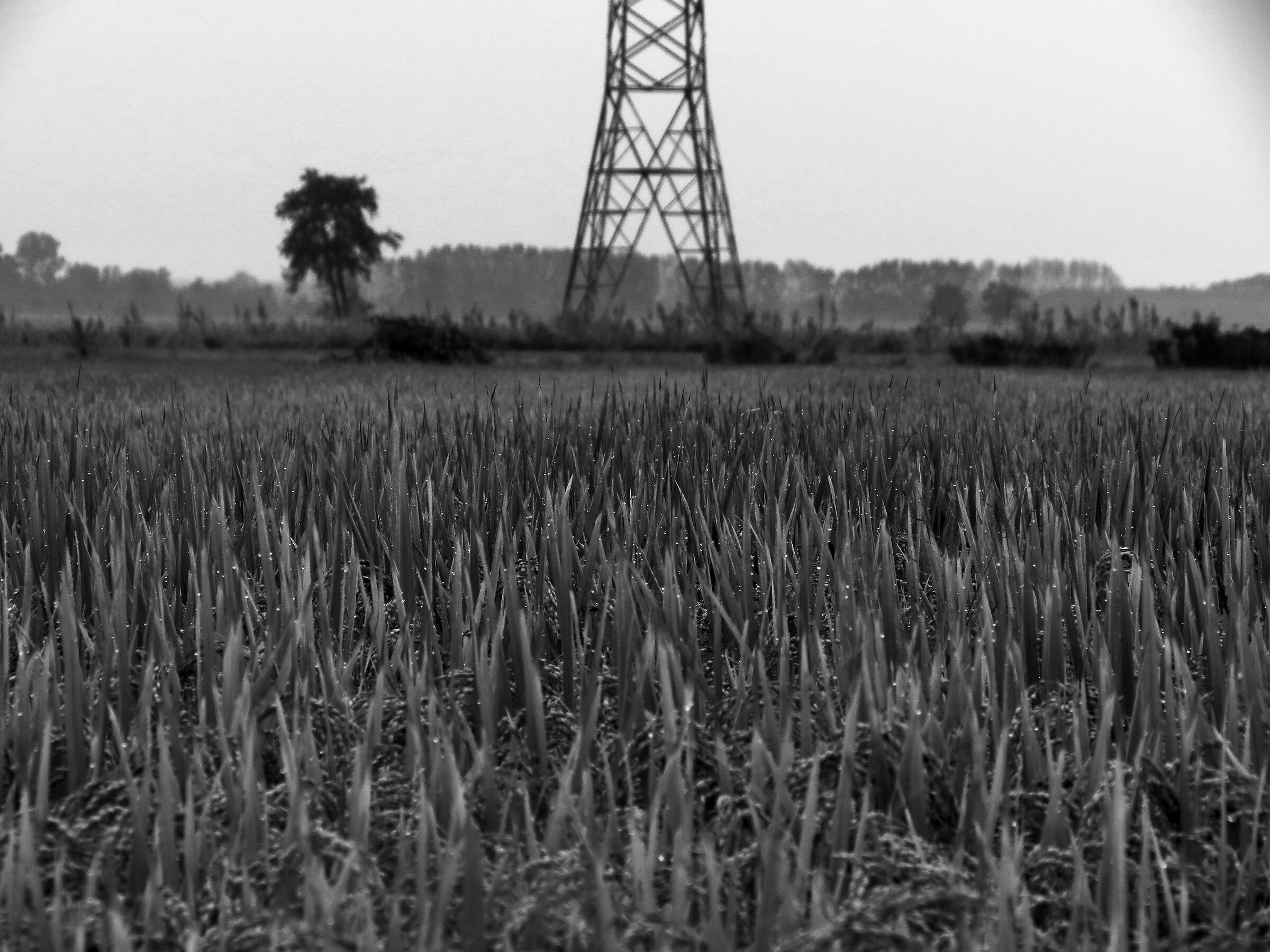 Un campo e una scala di grigi