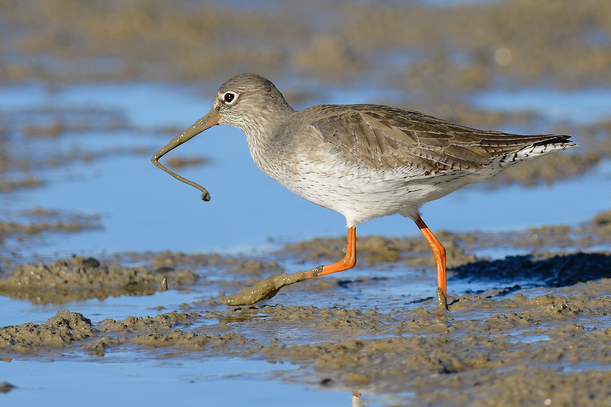 il lombrico e ...la pettegola