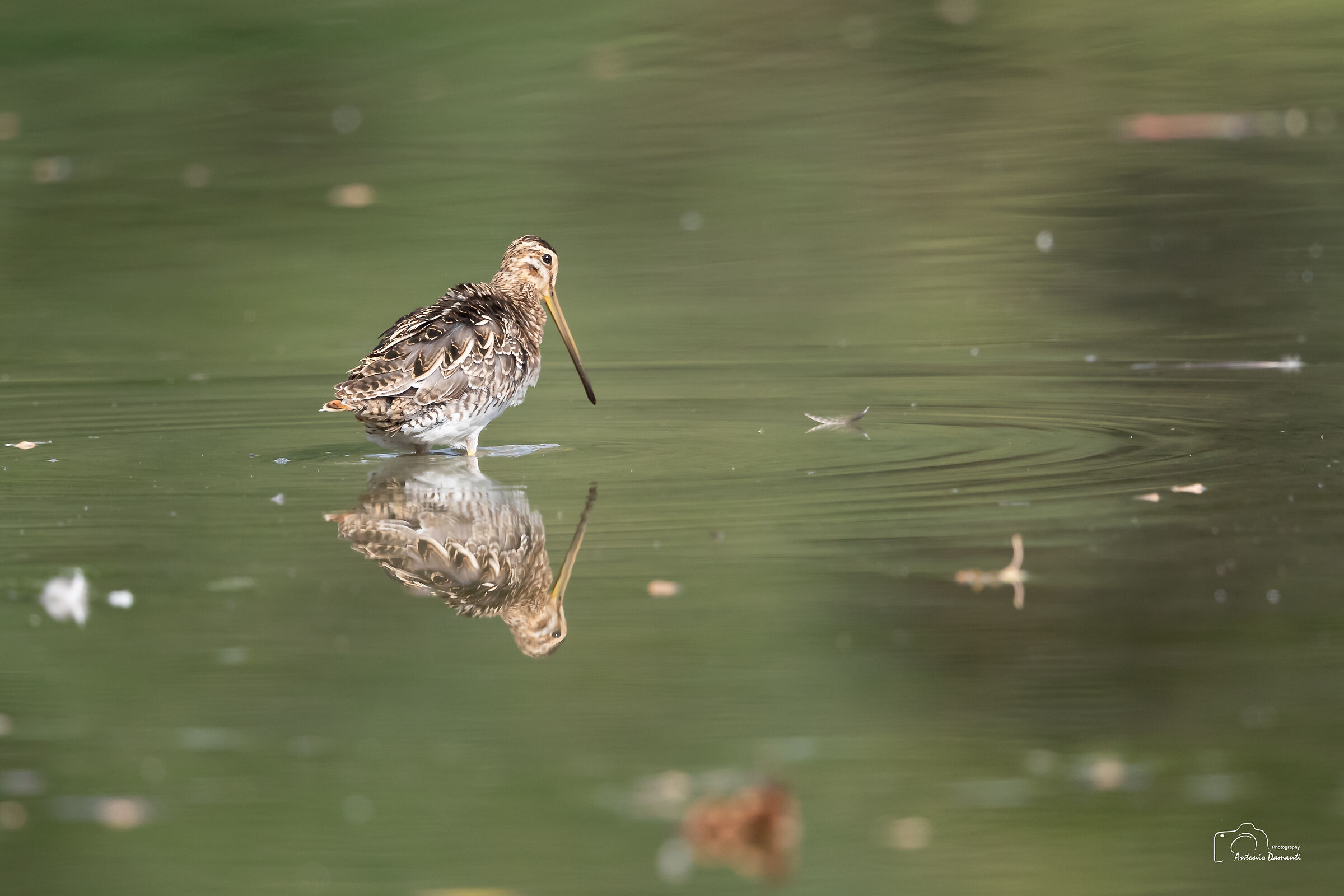 Il beccaccino e la luce della palude