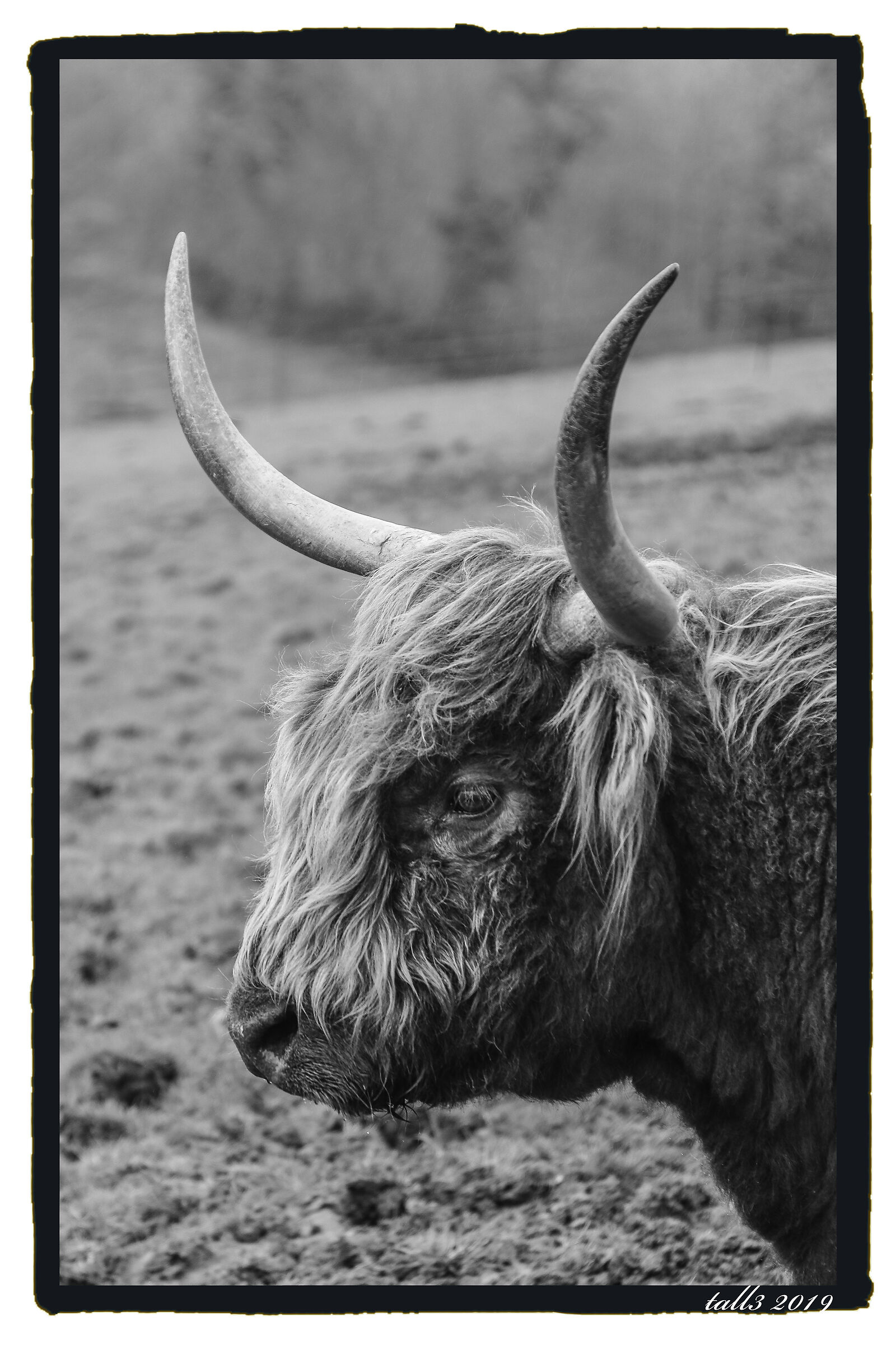 Mucca delle highlands