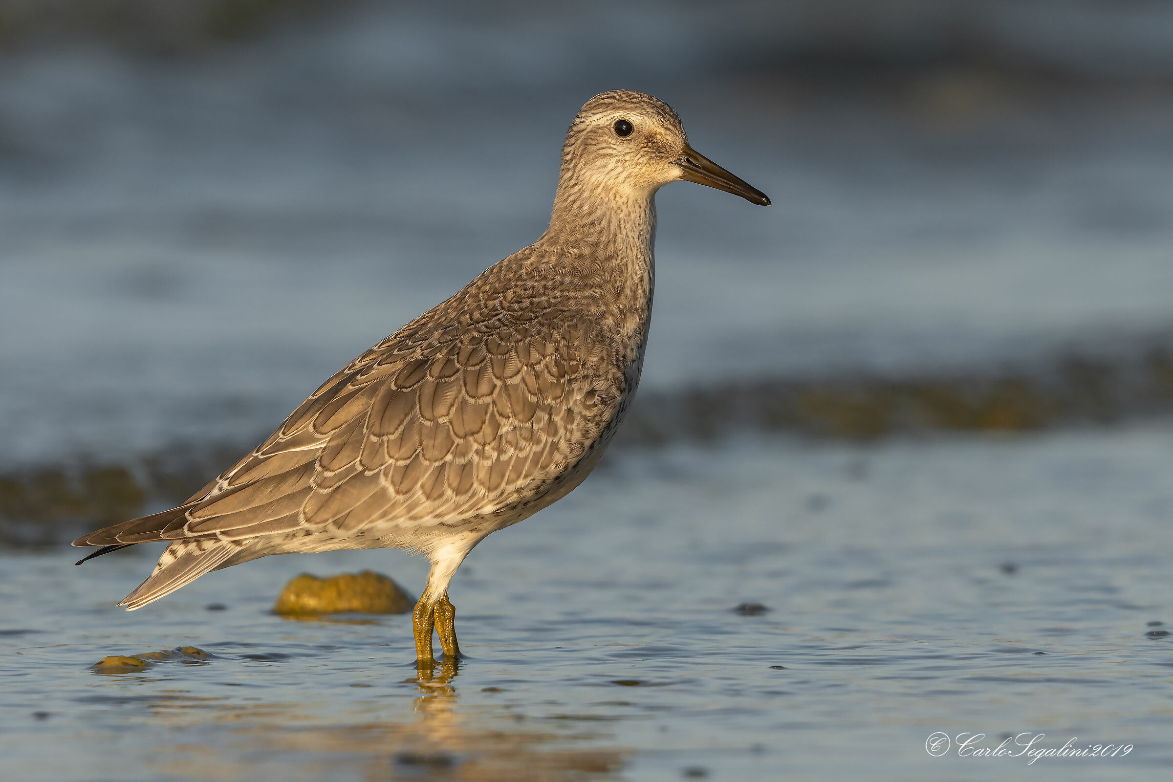 Piovanello maggiore (Calidris canutus )