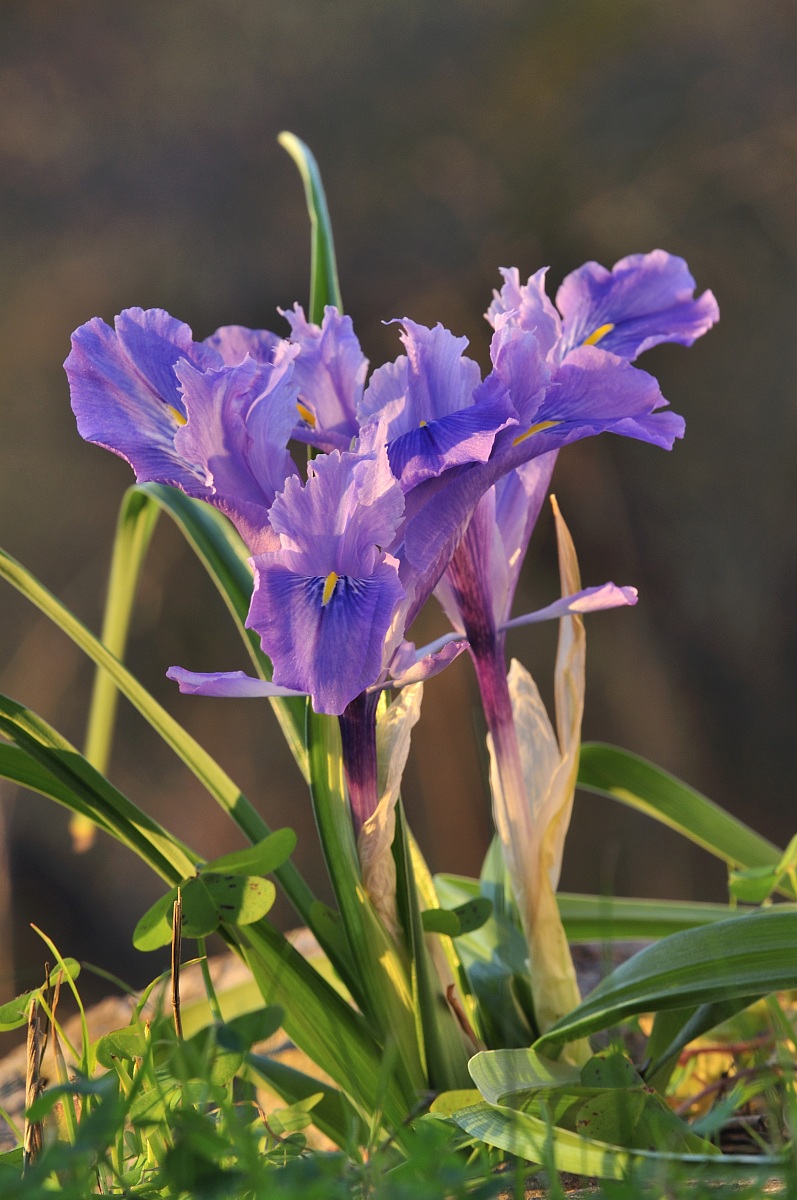Iridaceae Iris unguicularis Poir