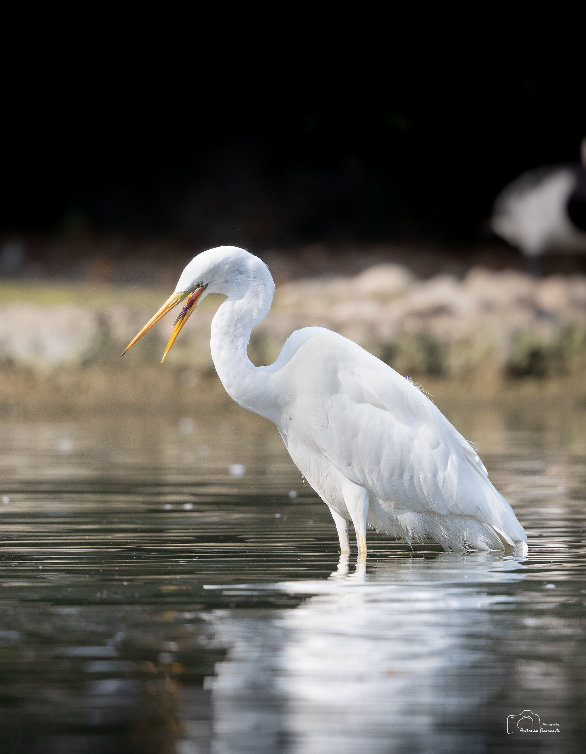 La smorfia dell' airone bianco