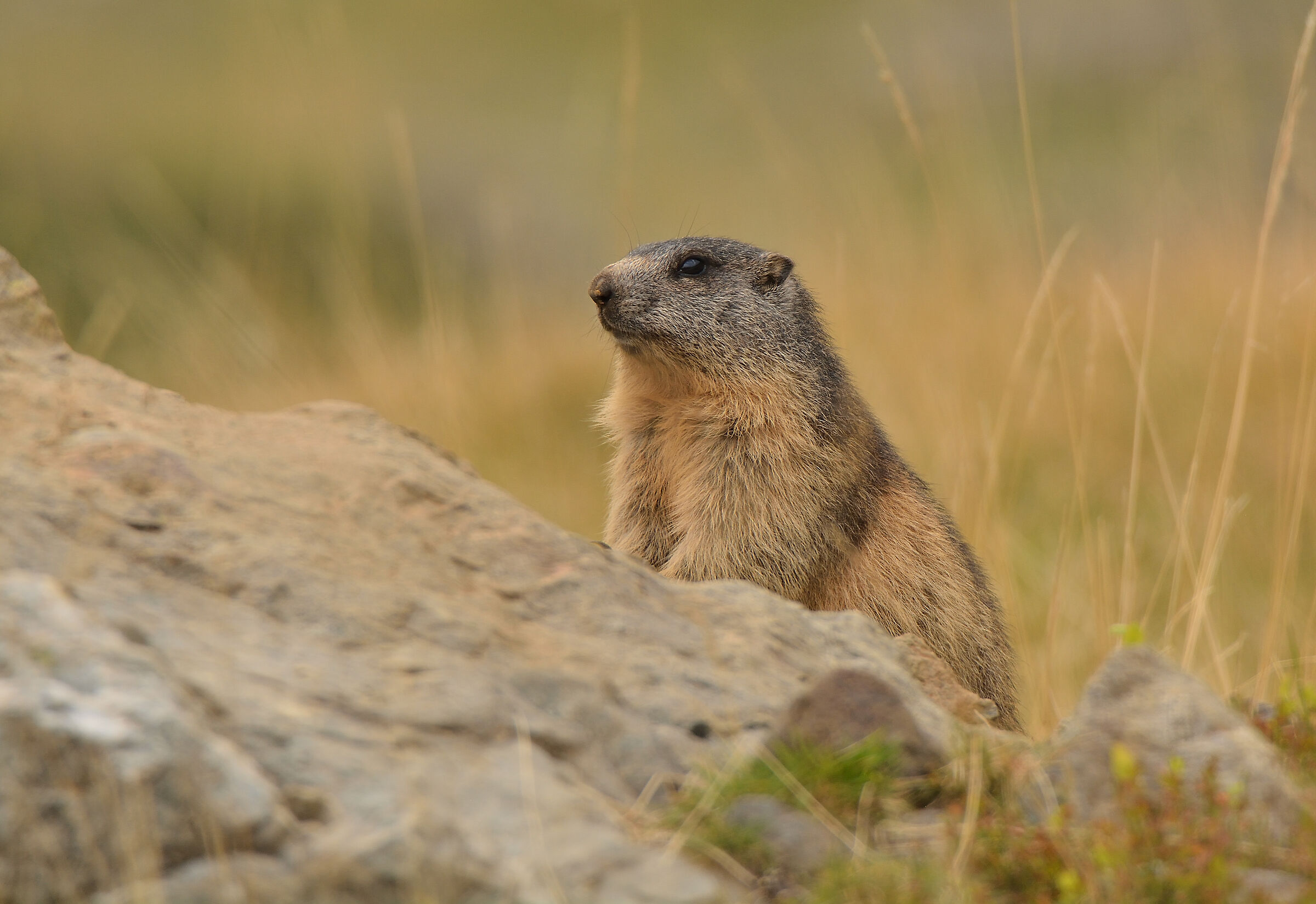 Marmotta