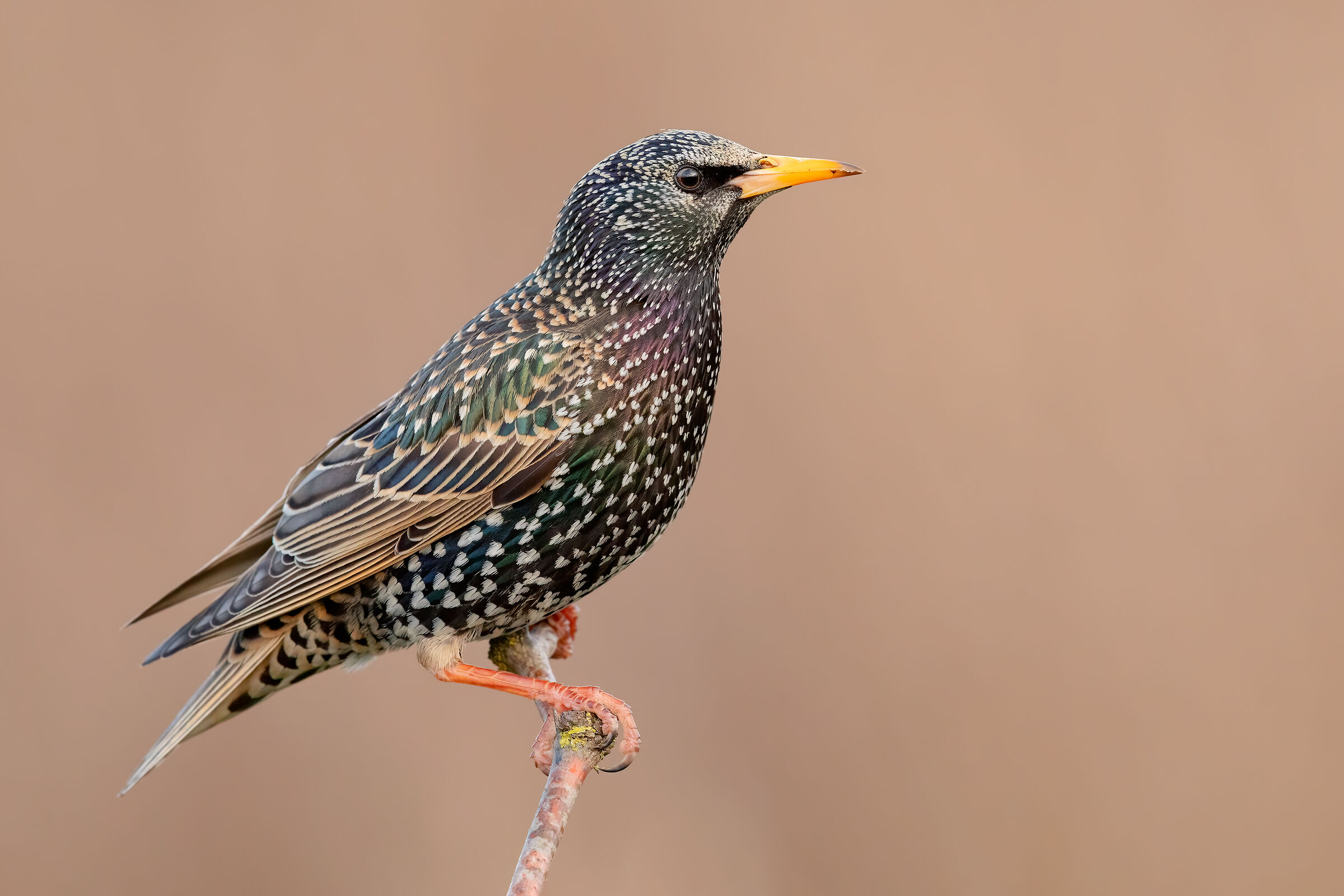 Storno sul filo dell'Alba