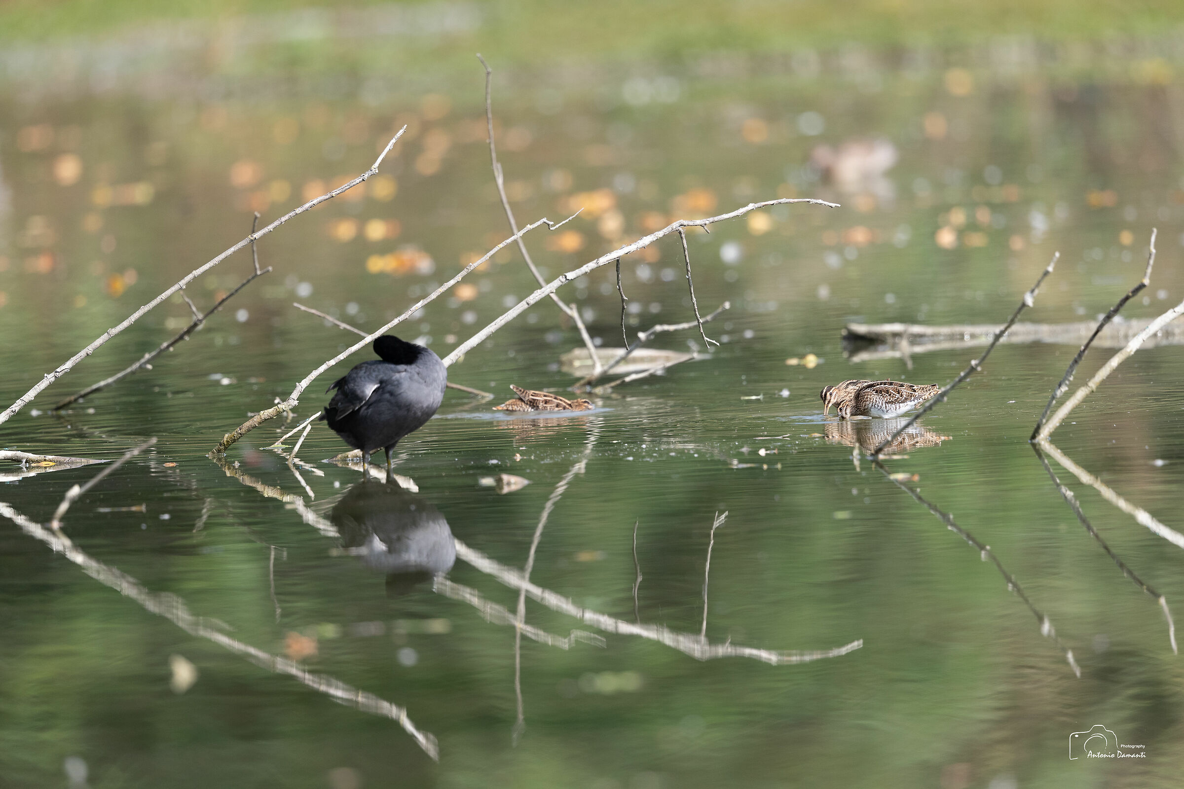 Images in the swamp