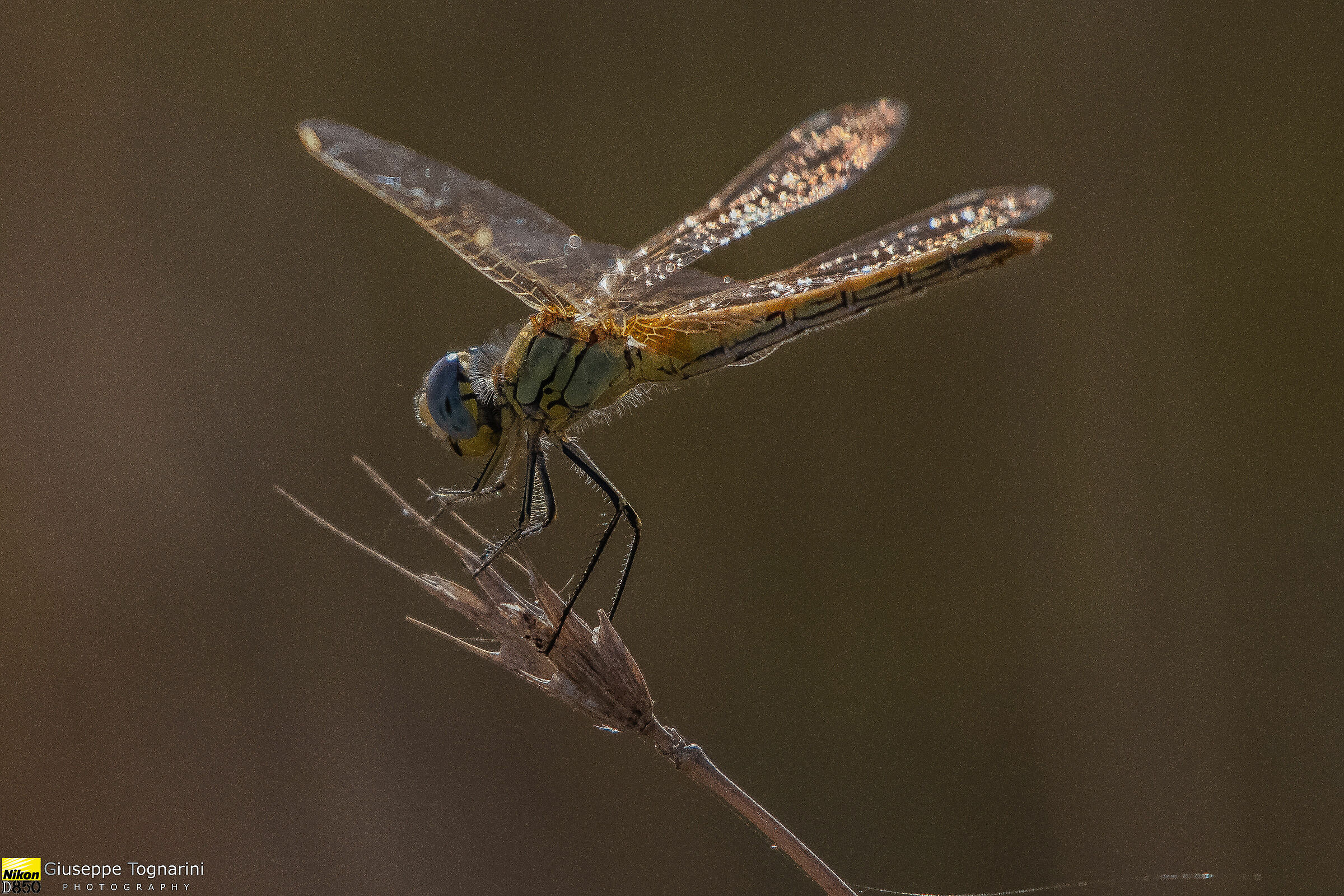 Dragonfly