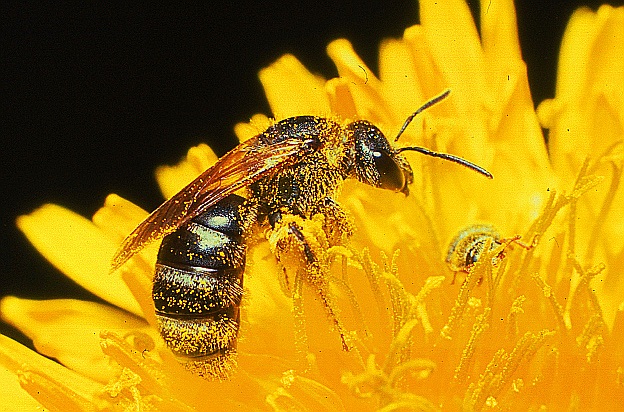 Pollen