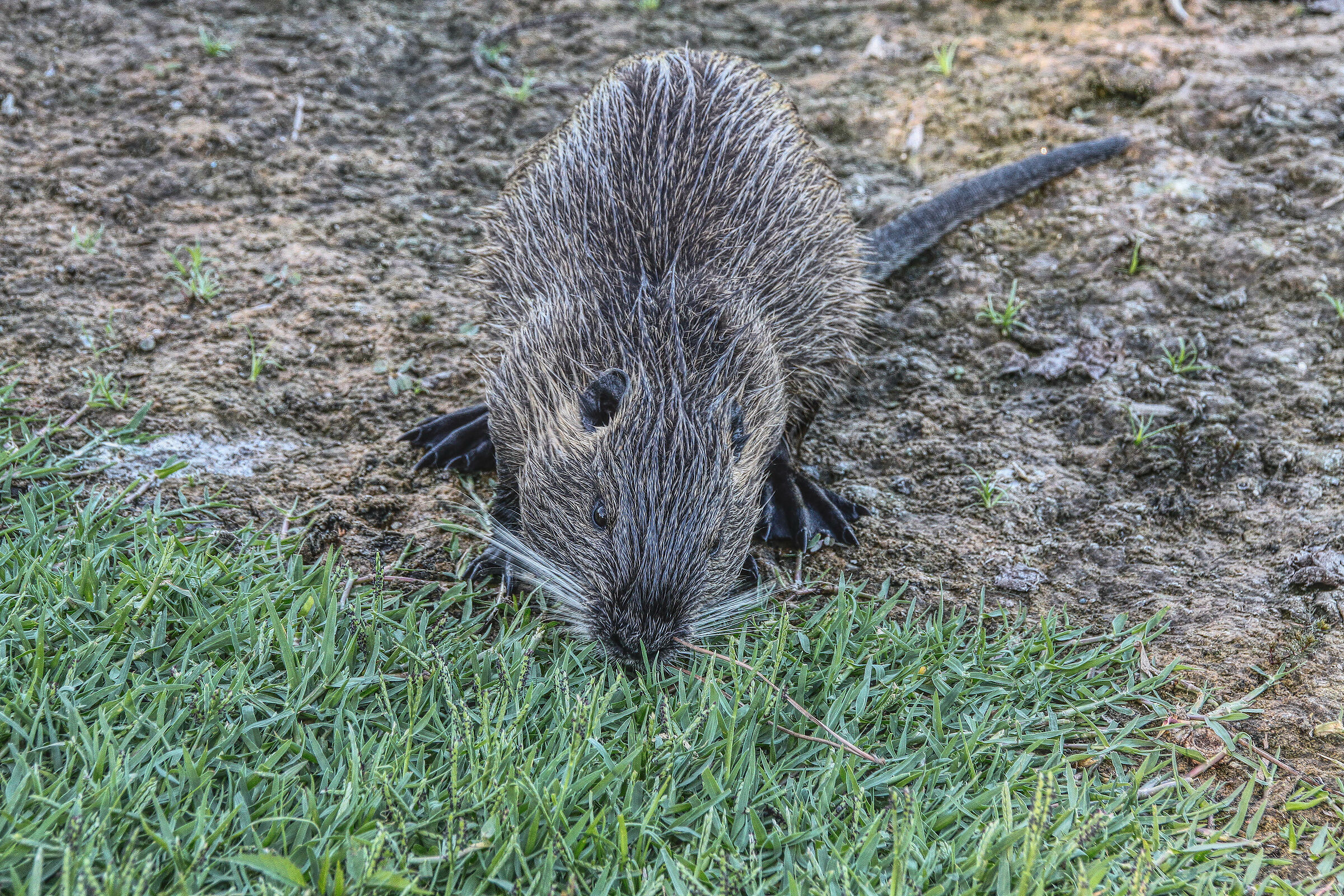 Nutria