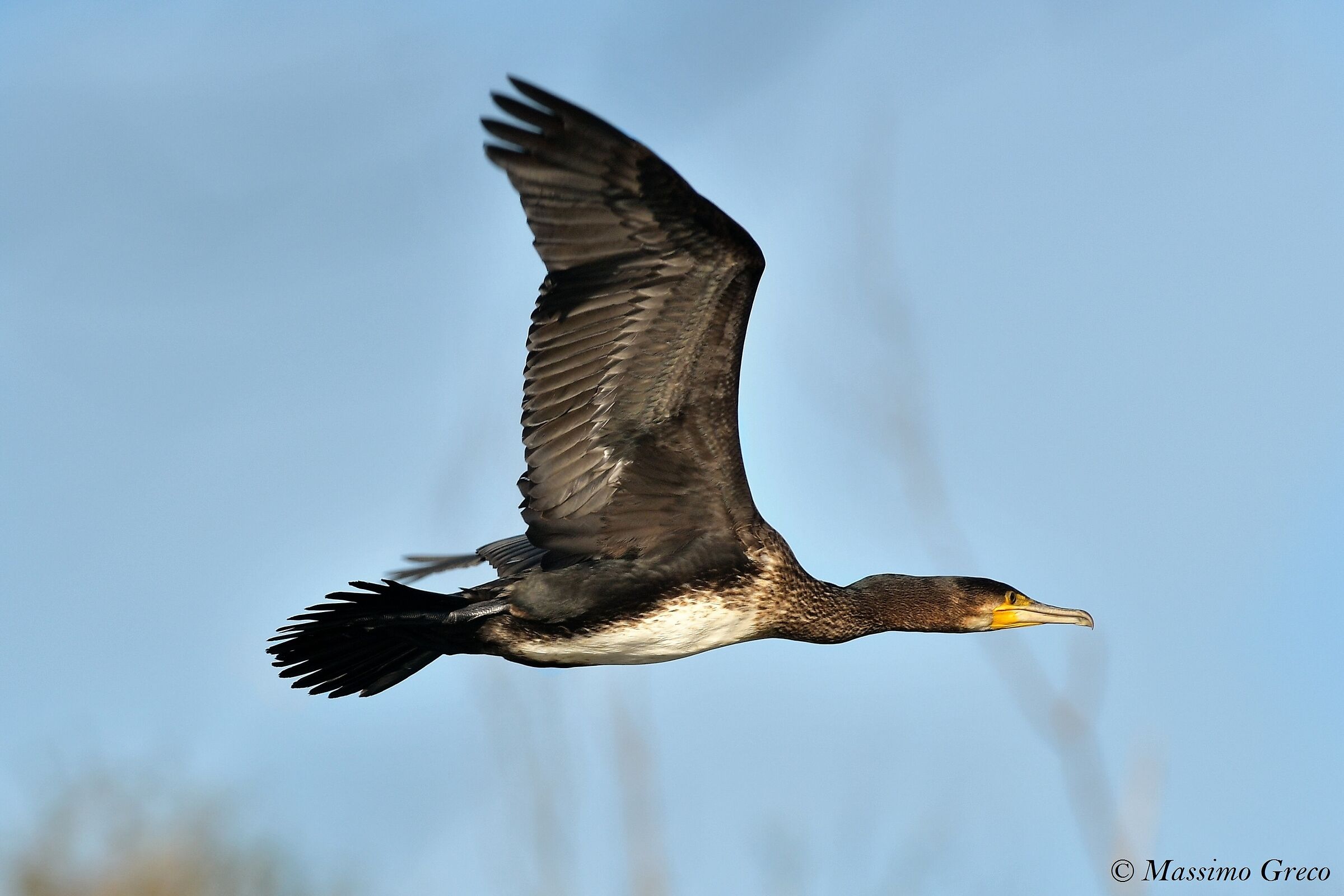 Cormorano (Phalacrocorax carbo)