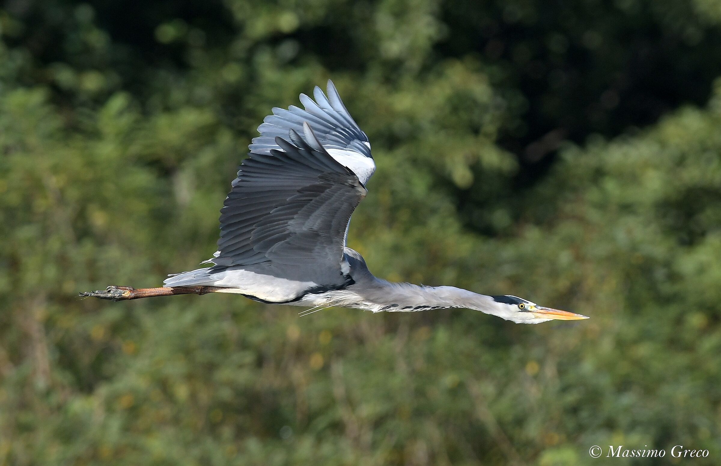 Ash heron