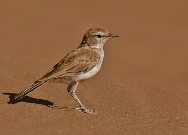 Certhilauda erythrochlamys