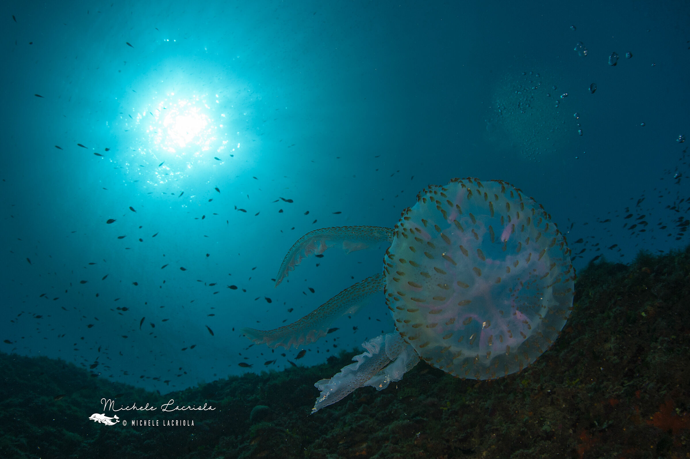 Nocticula in the backlight