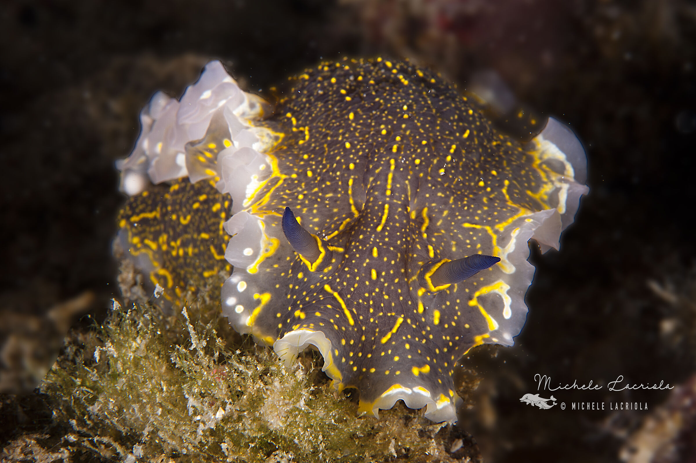 Nudibranch