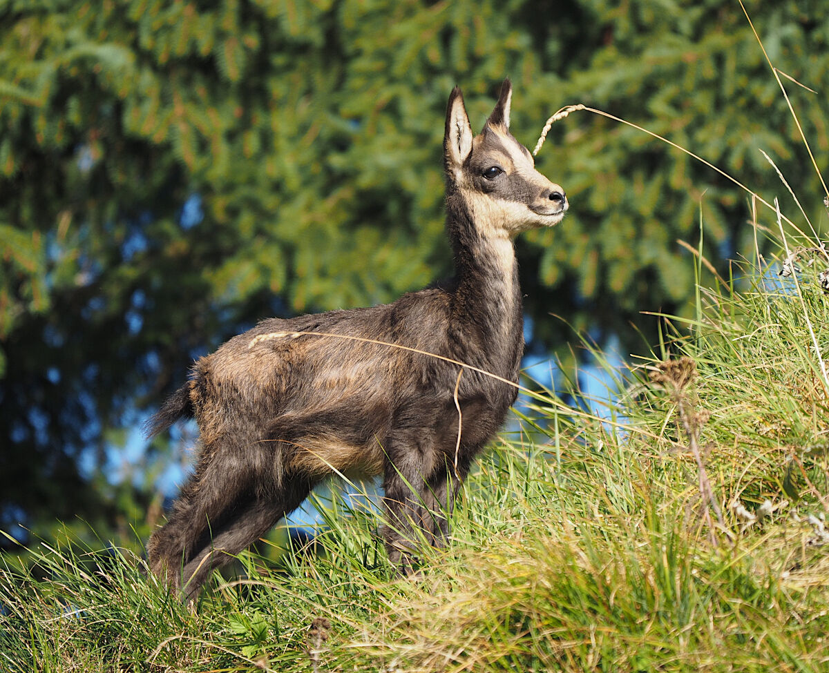 Sembra dire "Inutile che ti nascondi tanto ti ho visto&...