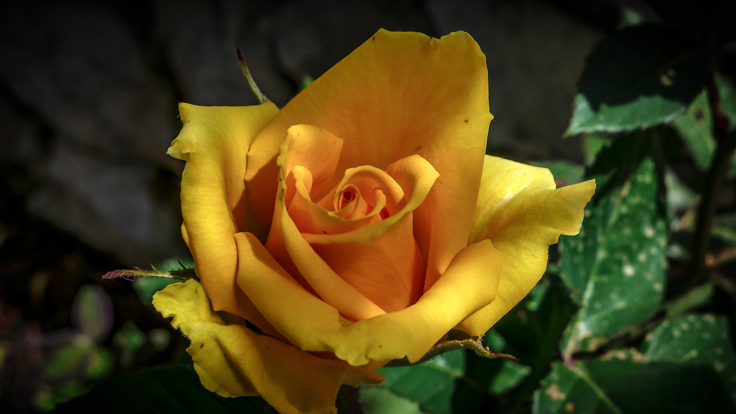 Yellow rose