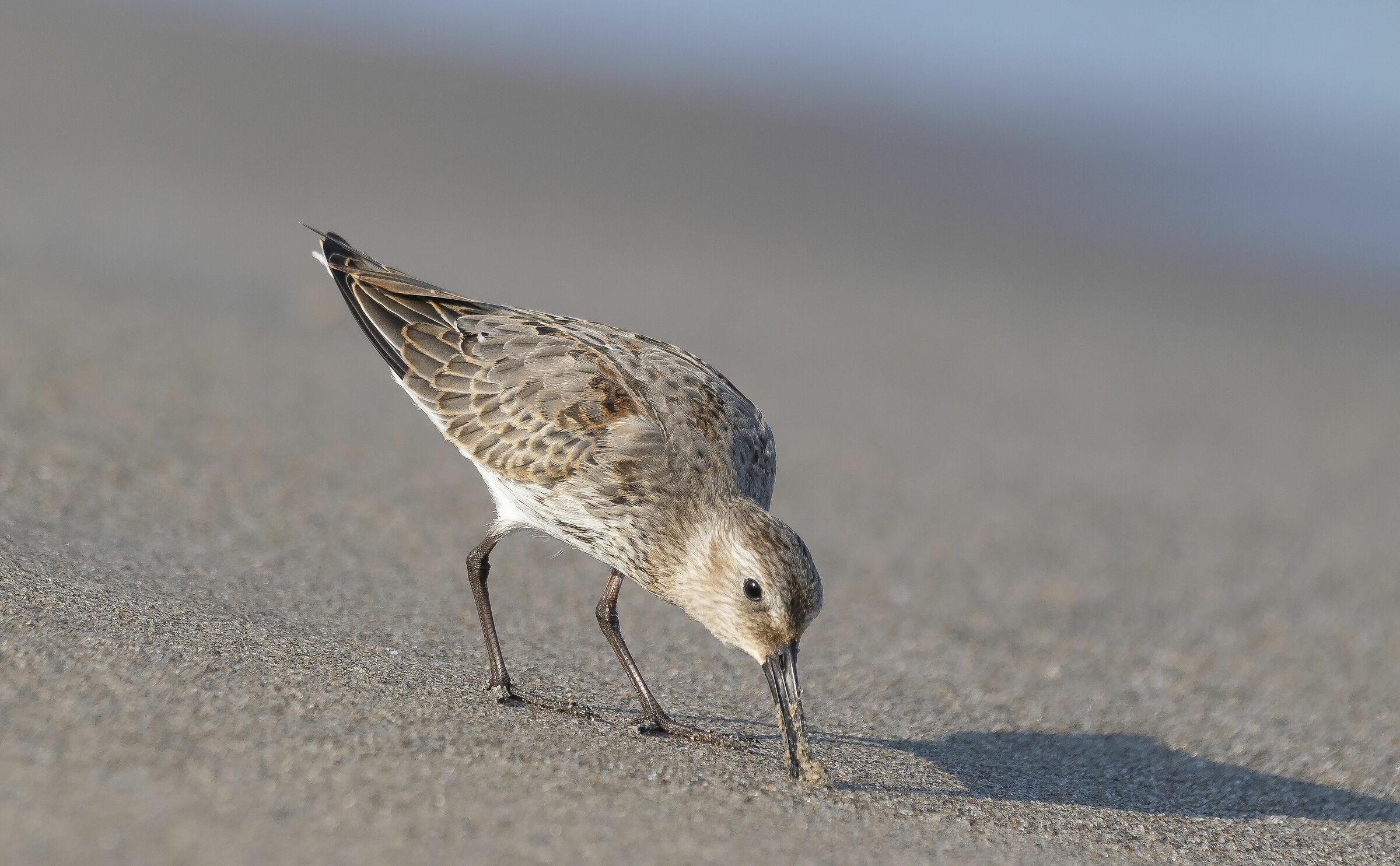 Late summer's black-bellied raincap
