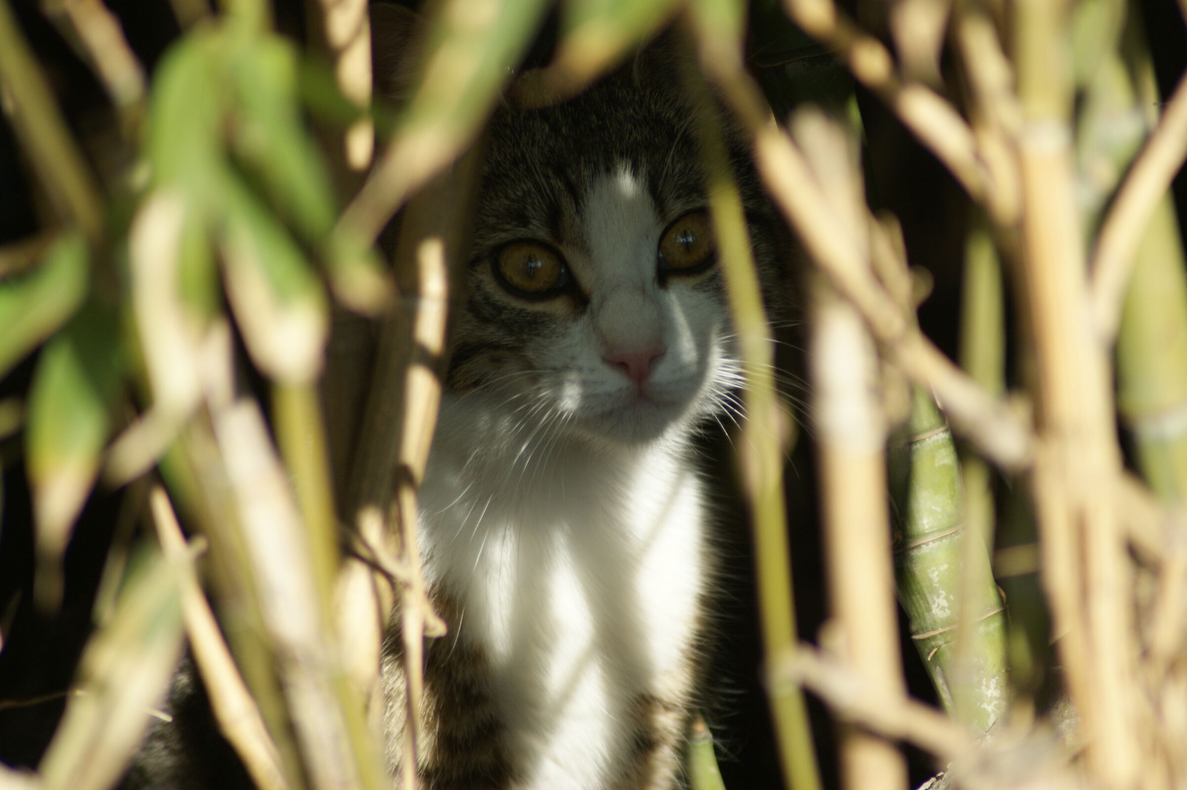 piccolo randagio nel suo nascondiglio