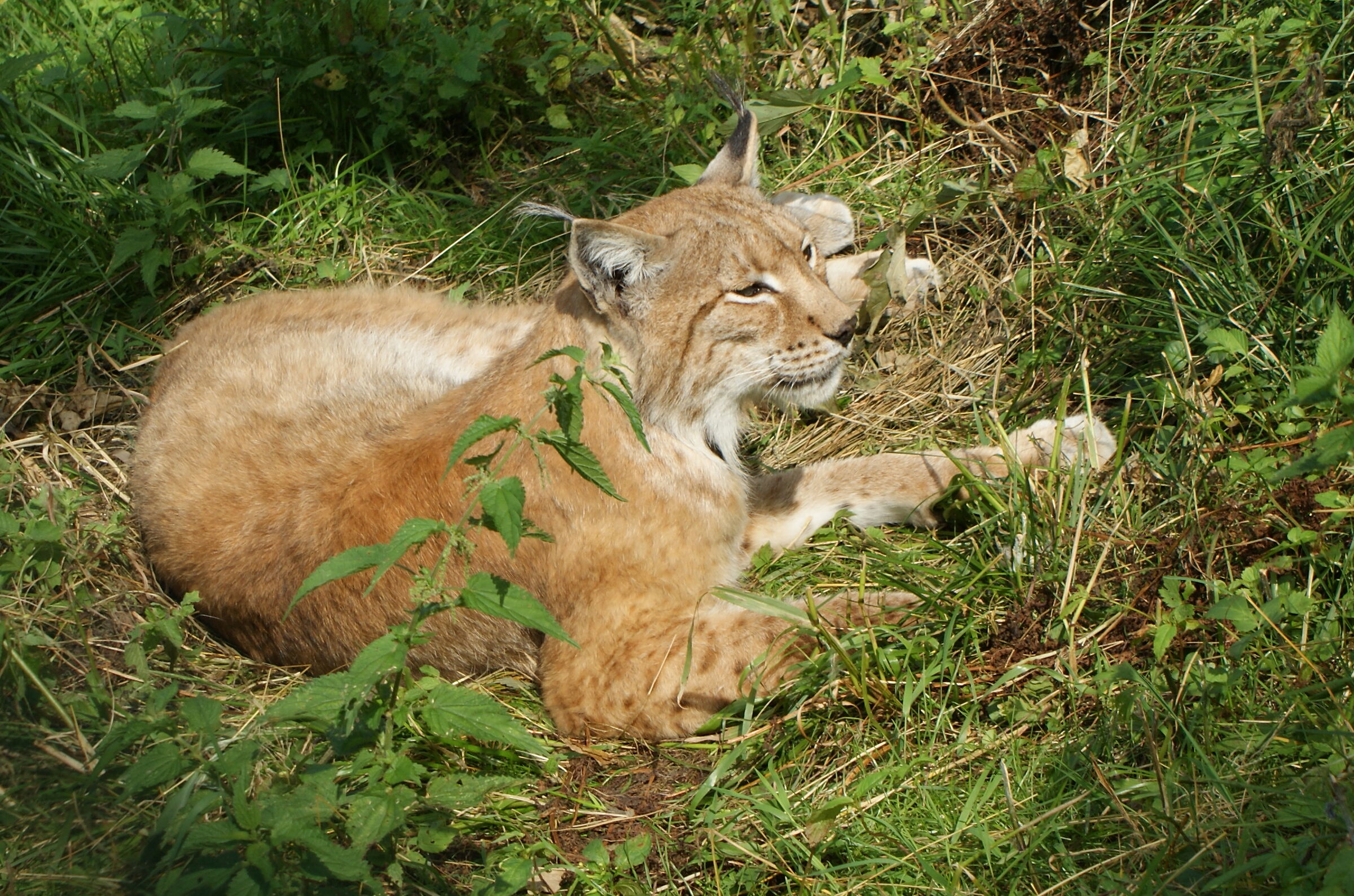 Lynx