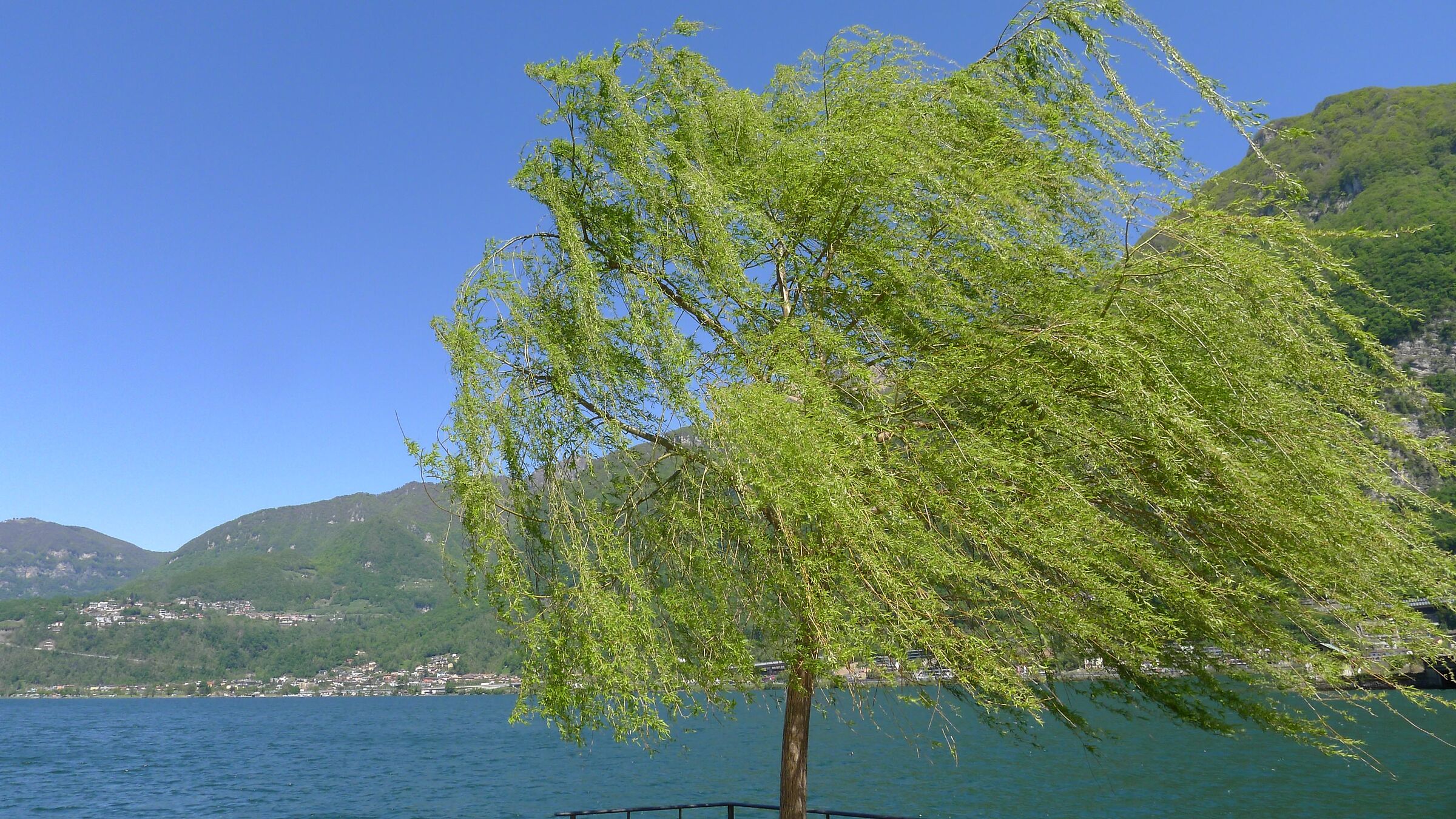 Salice al lago con vento