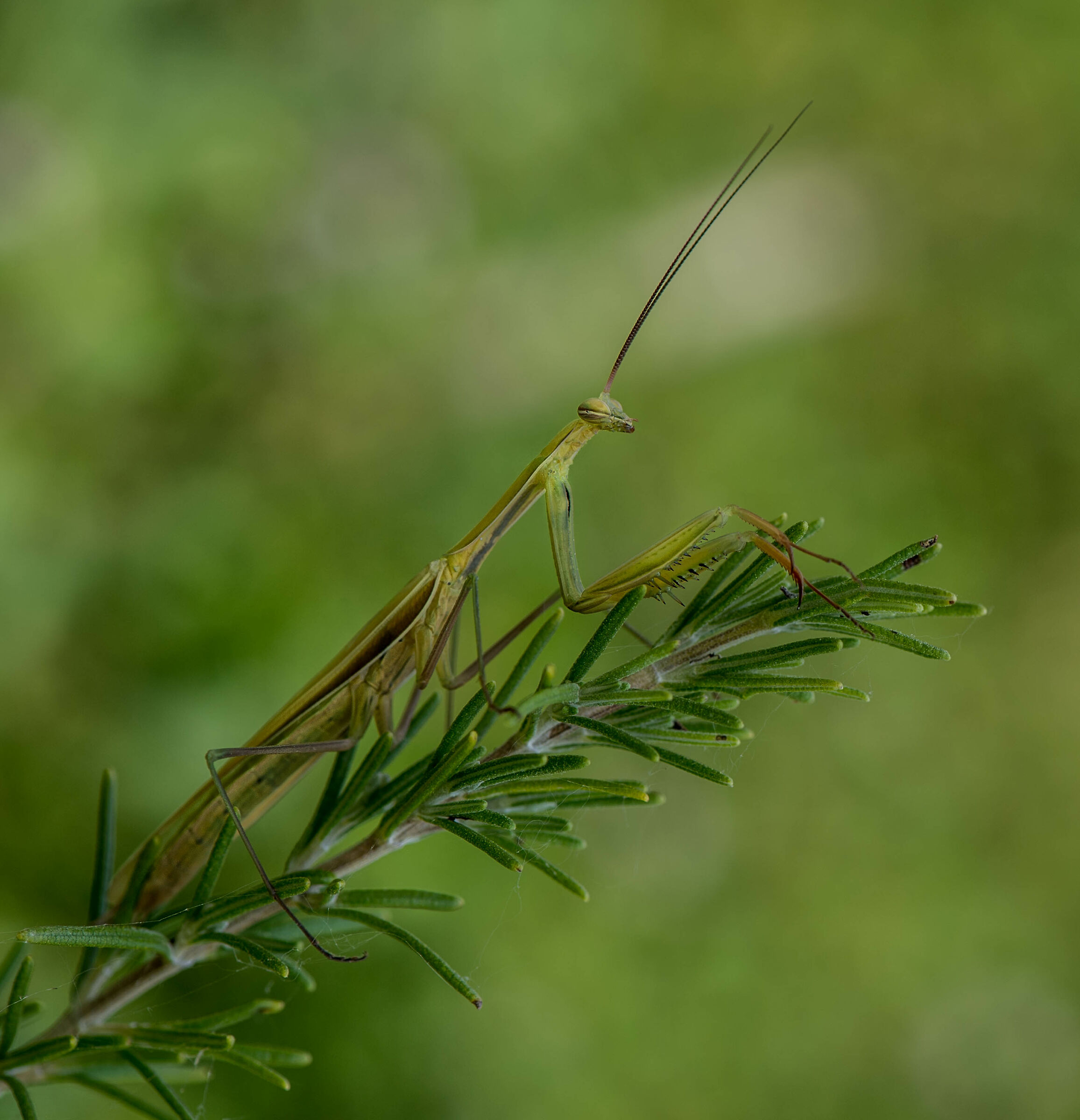 Mantide Religiosa su rosmarino.