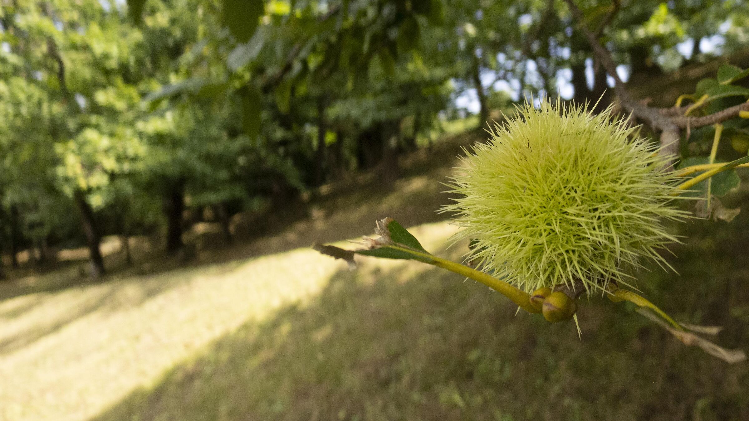 Riccio di castagno sull'albero