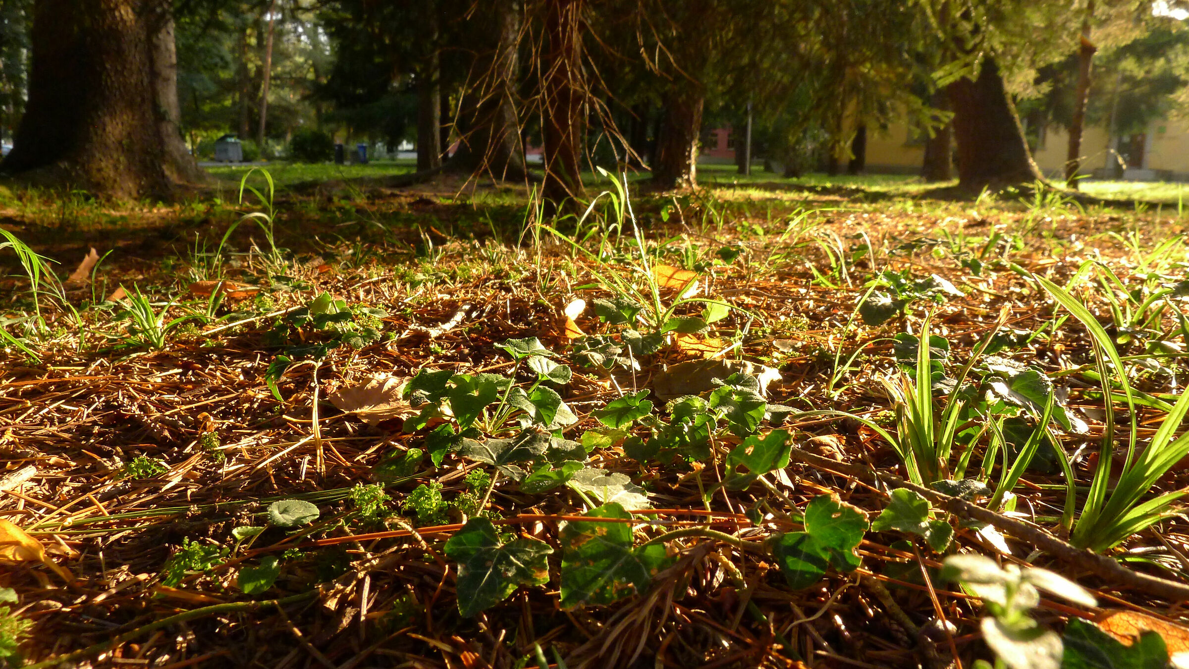 Sottobosco al tramonto
