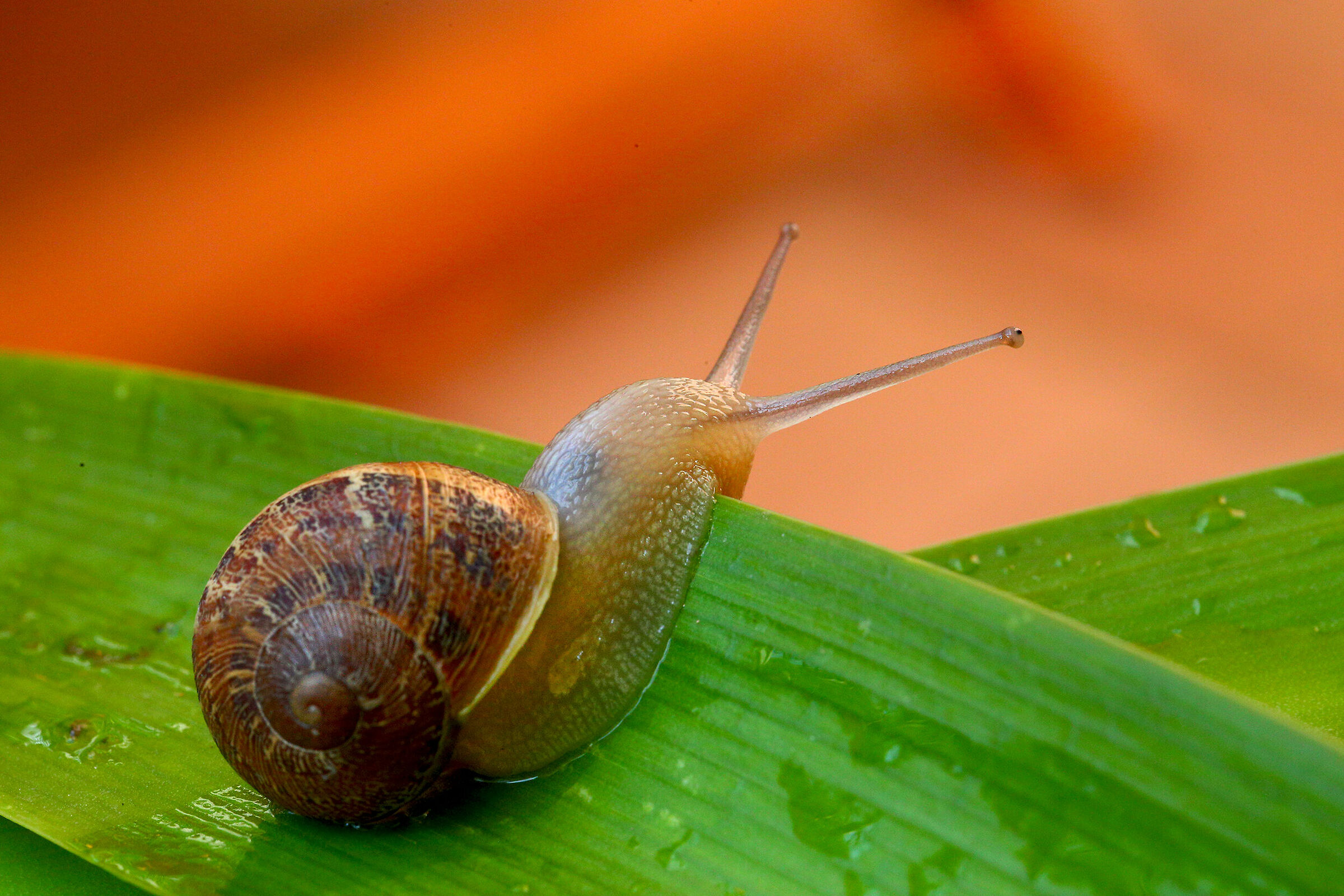 Snail
