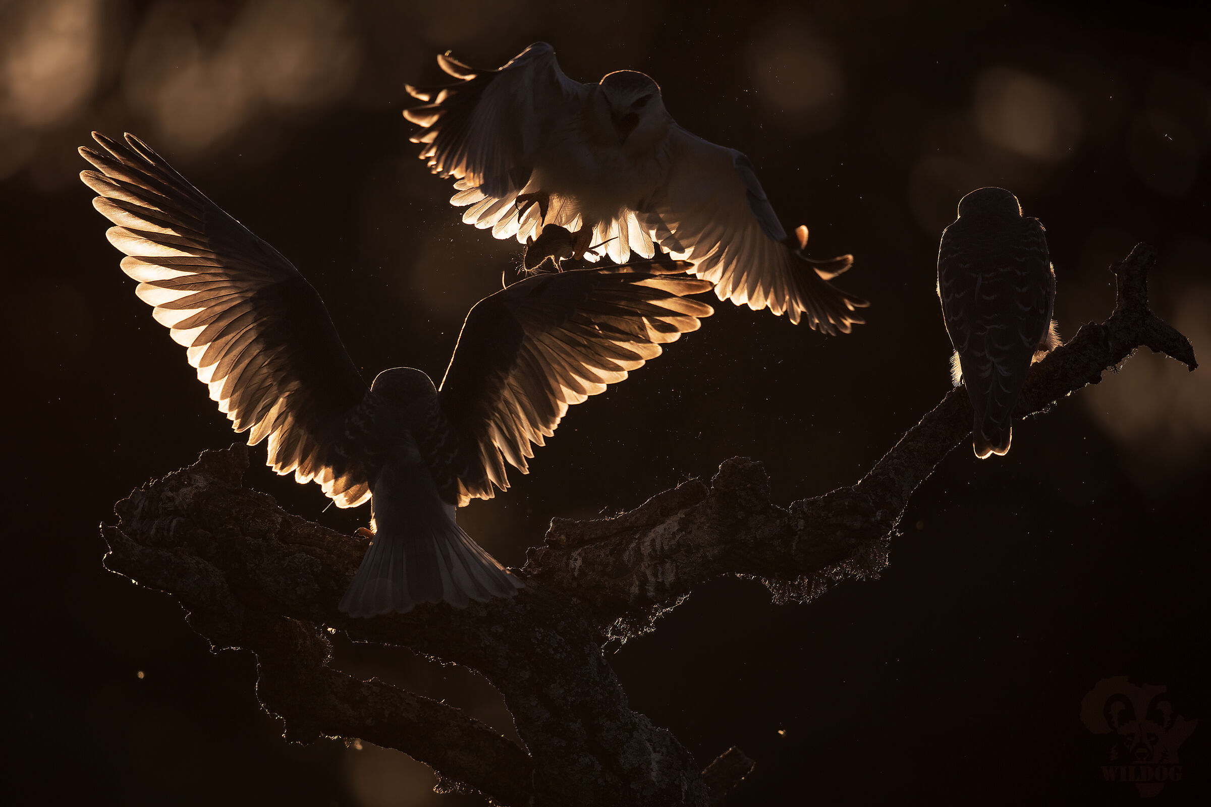 Light...