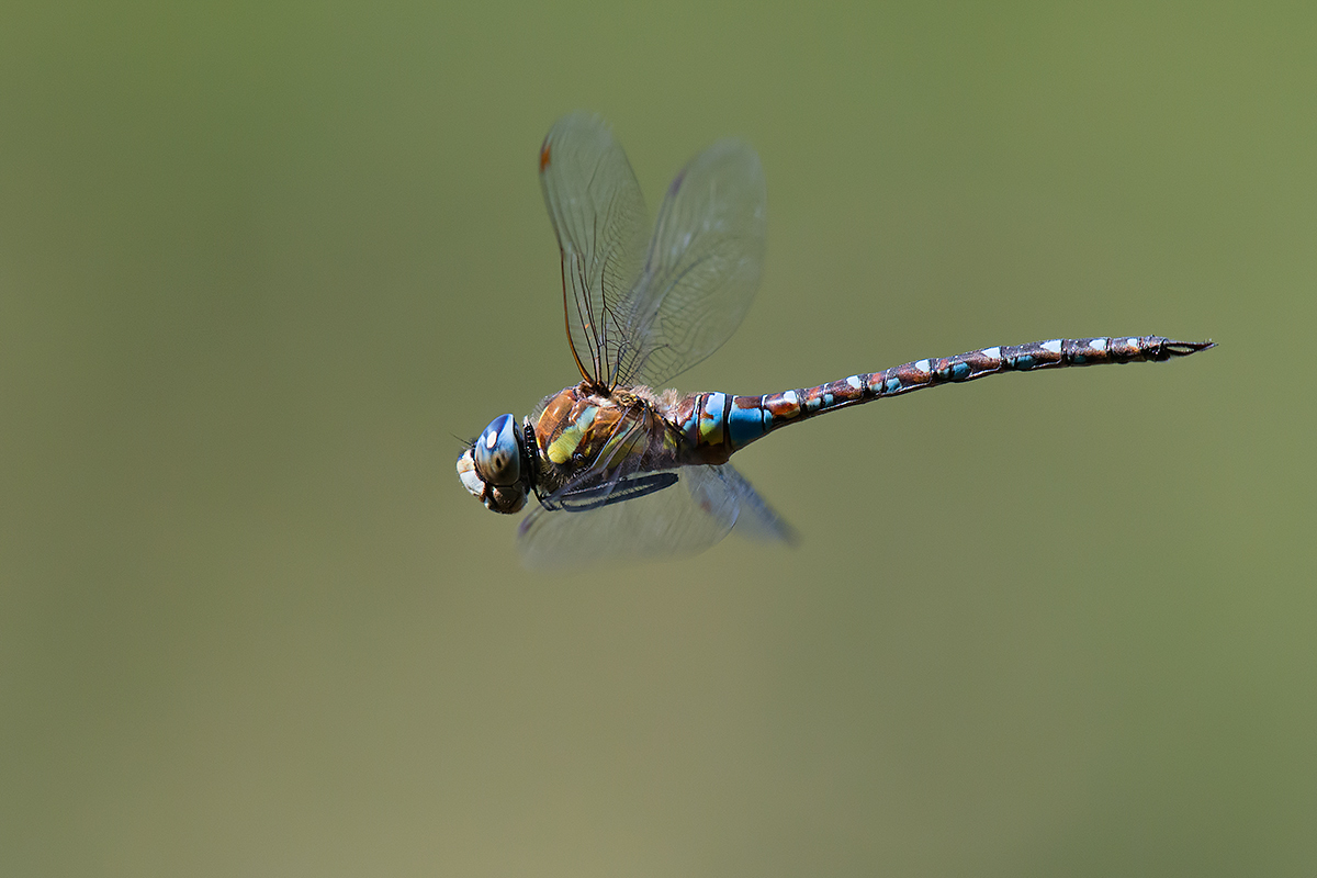 Fly dragonfly