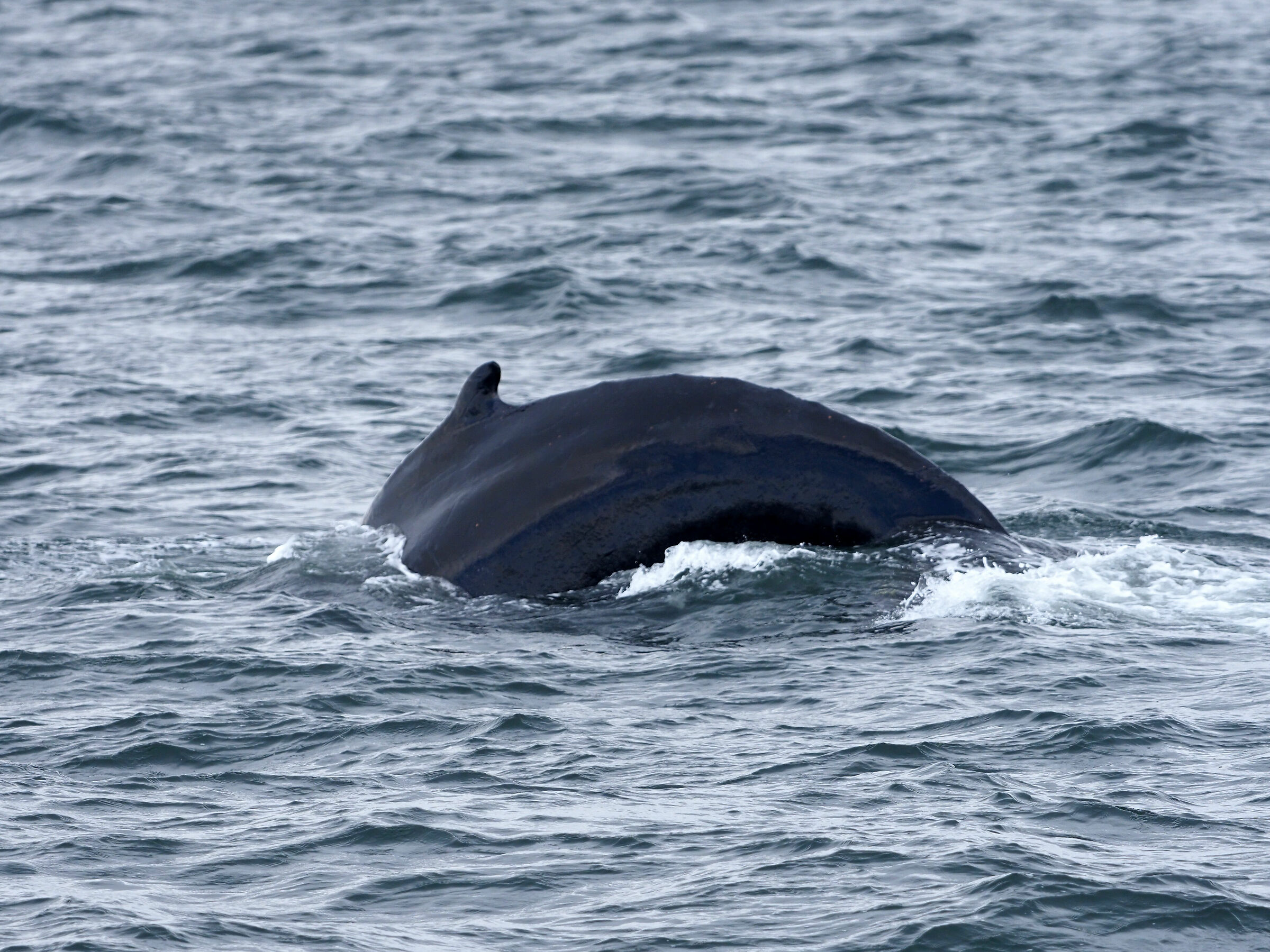 Tadoussac. Megattera
