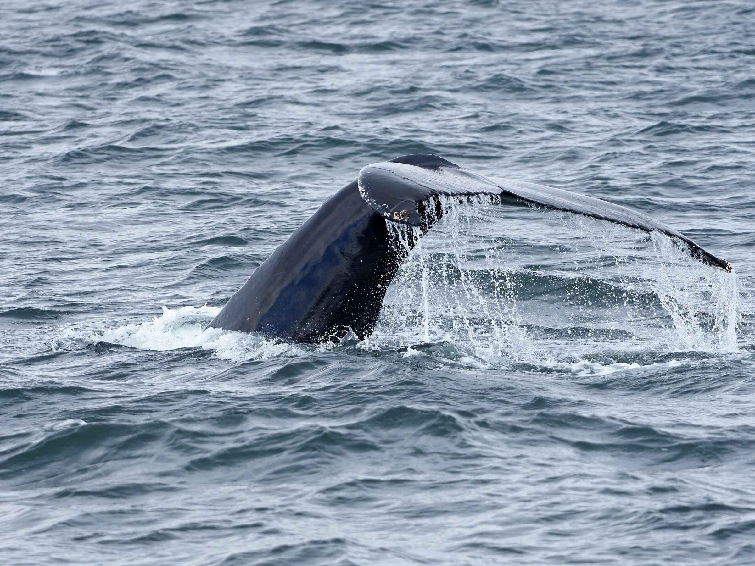 Tadoussac. Megattera