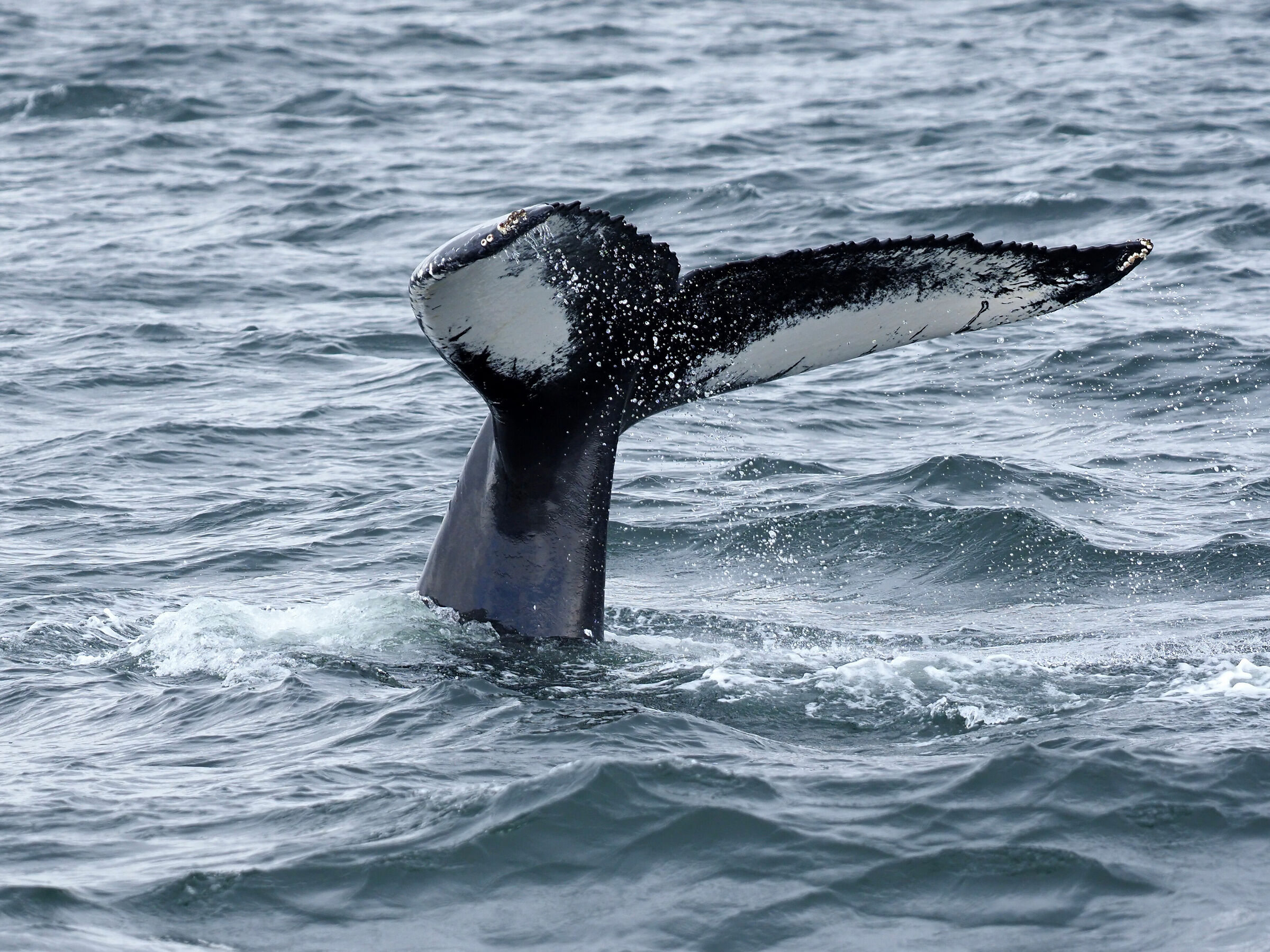 Tadoussac. Megattera