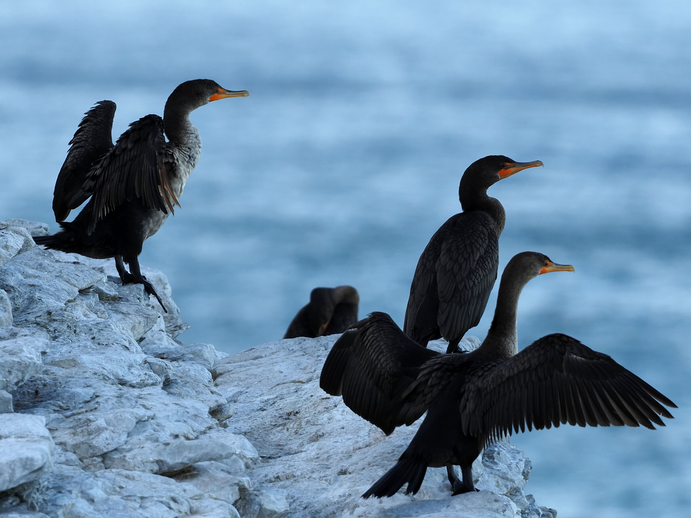 Parc National du Forillon
