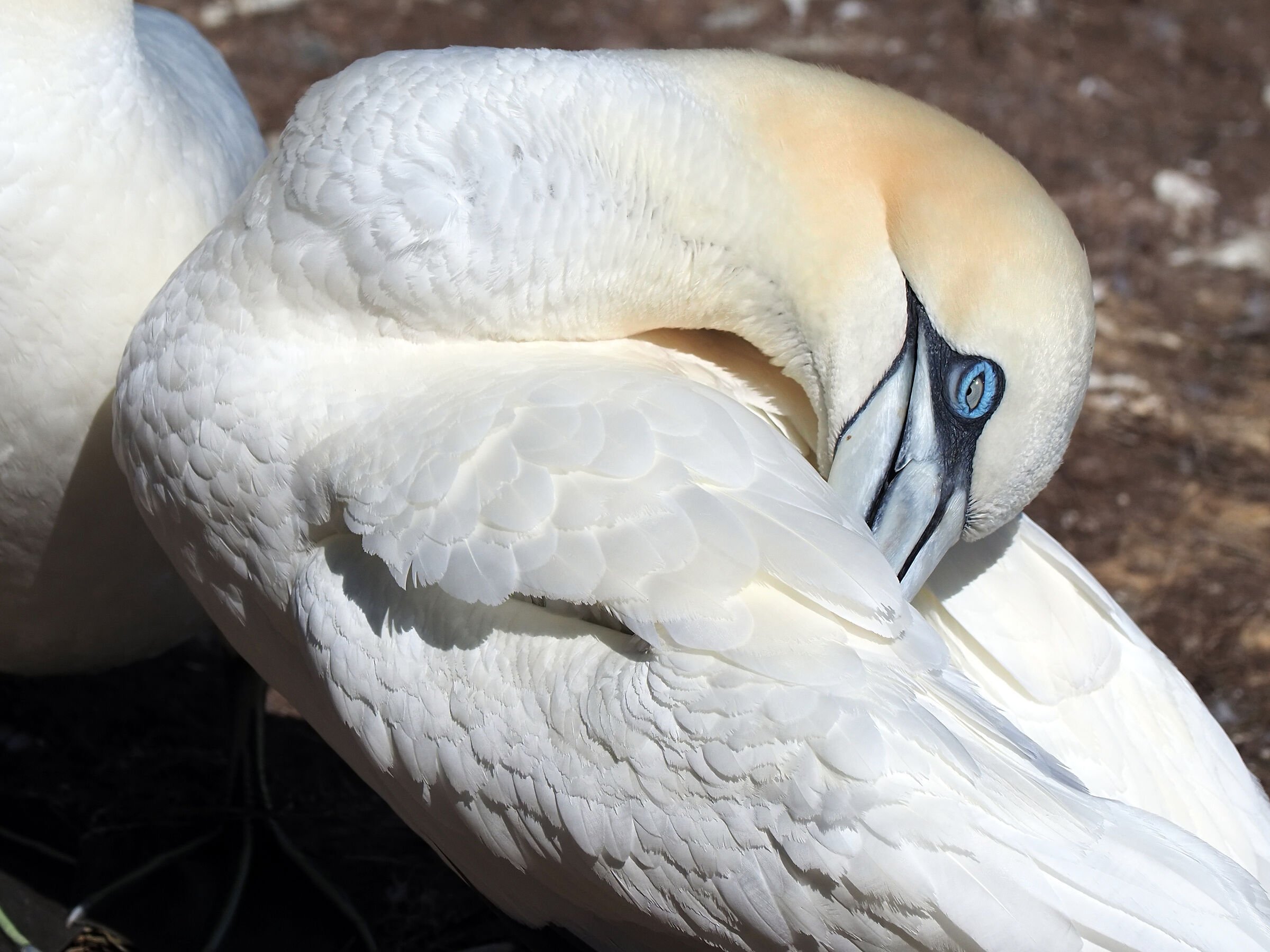 Parc National de l'isle di Bonaventura du Rocher Perce.