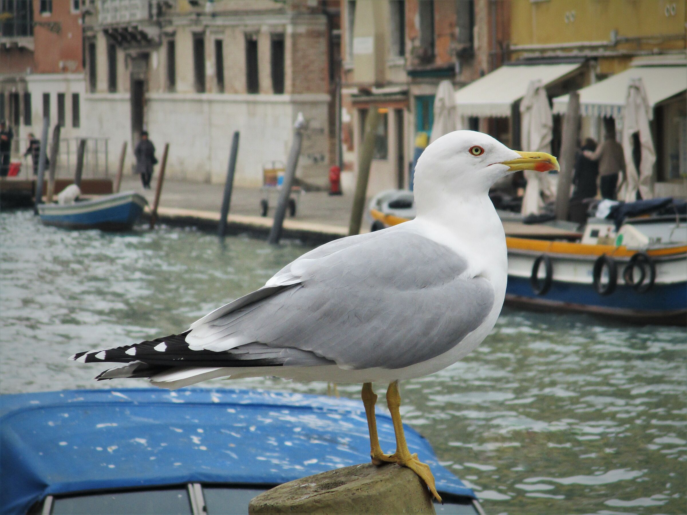 Gabbiano a Venezia...