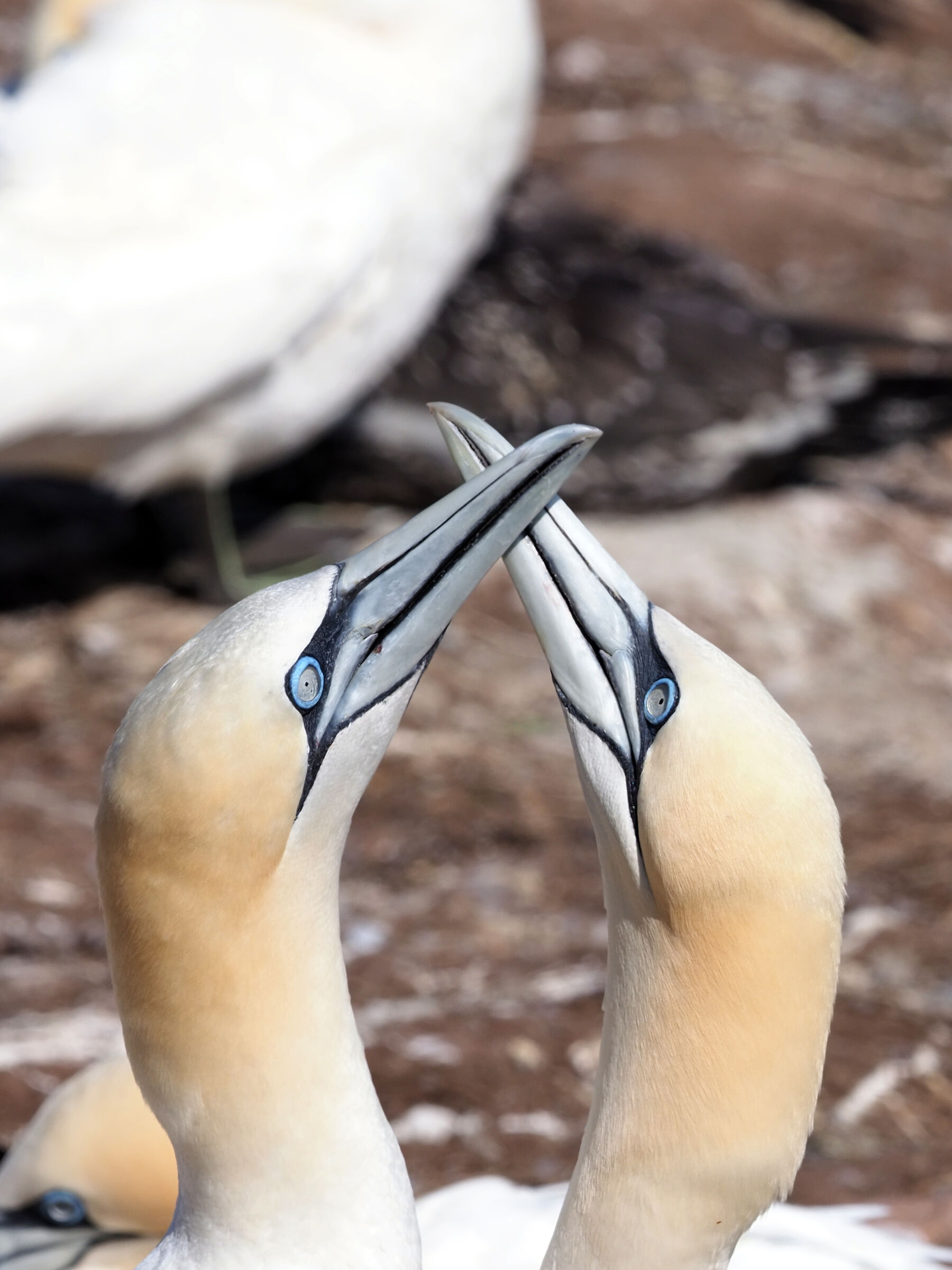 Parc National de l'isle by Bonaventura du Rocher Perce