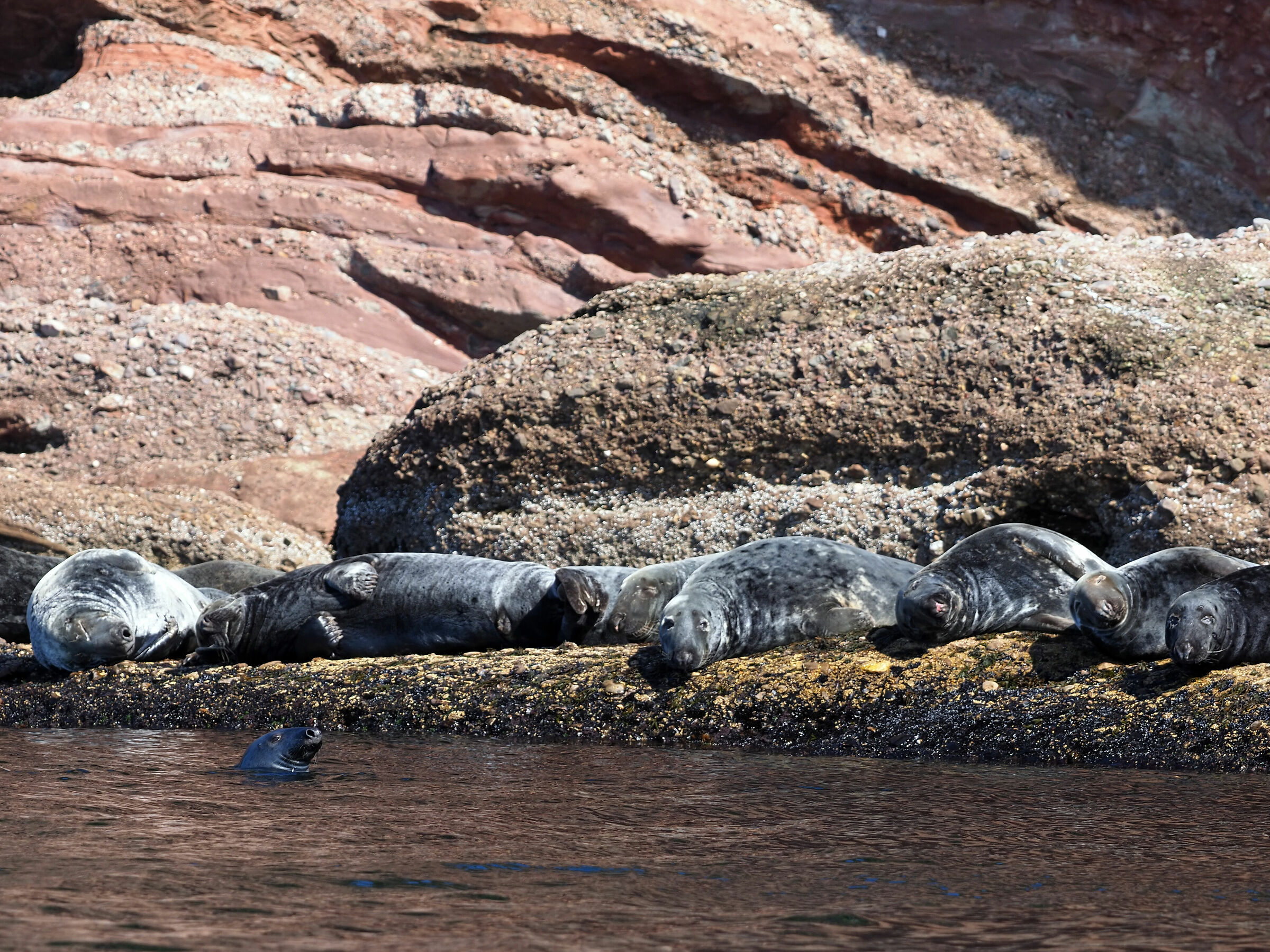 Parc National de l'isle di bonaventura du rocher perce