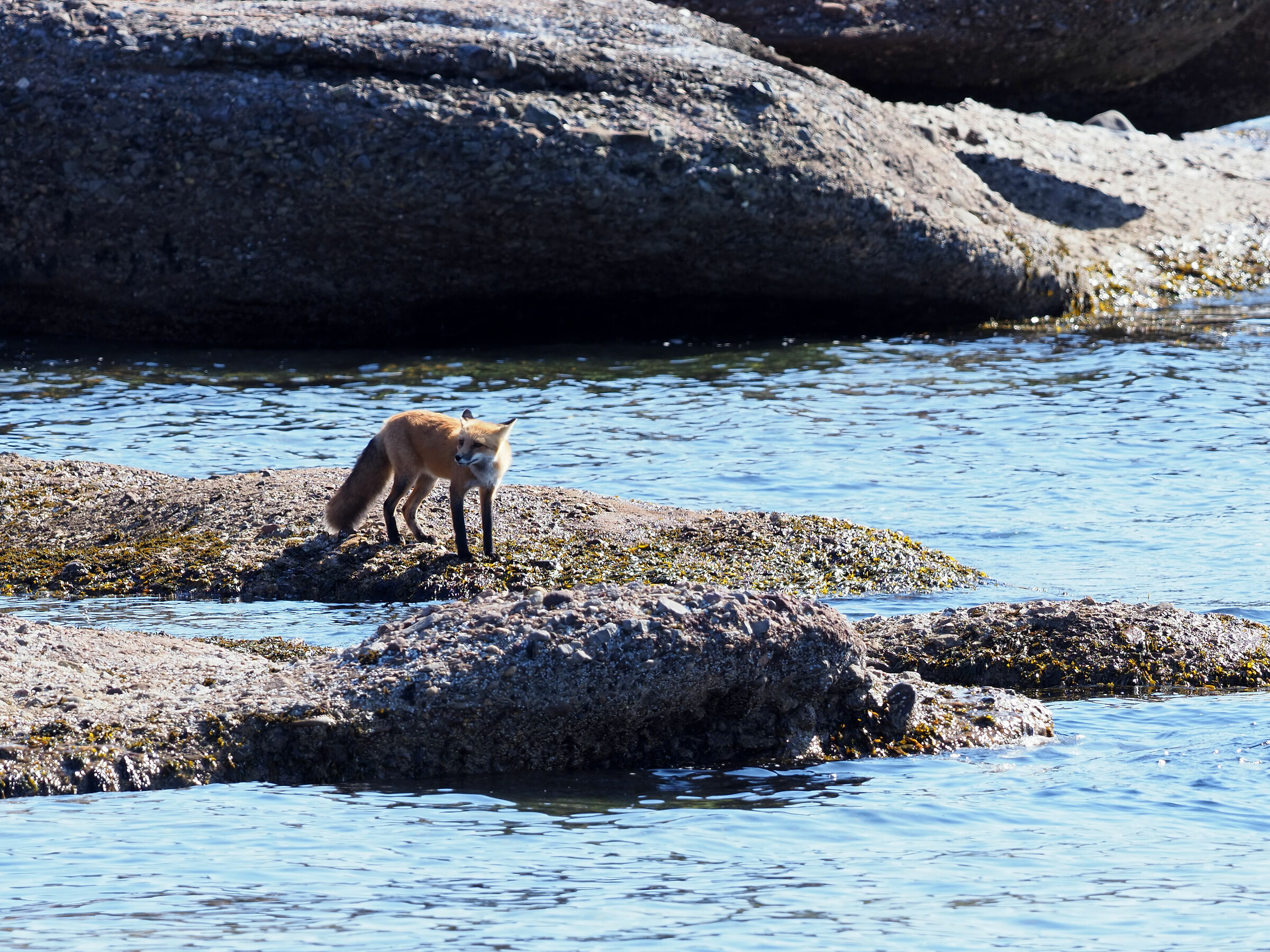 Volpe rossa canadese