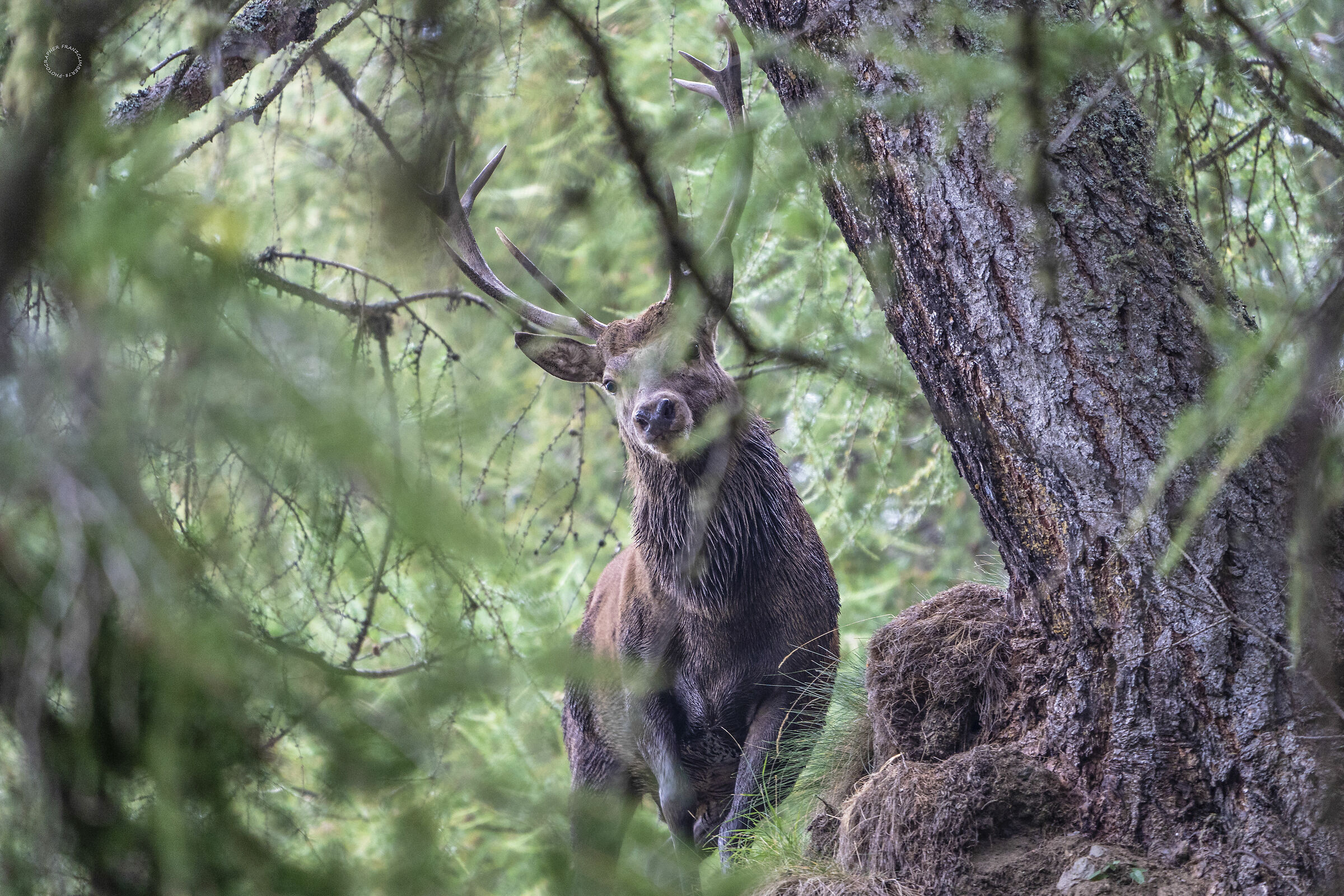 Let the dances begin.