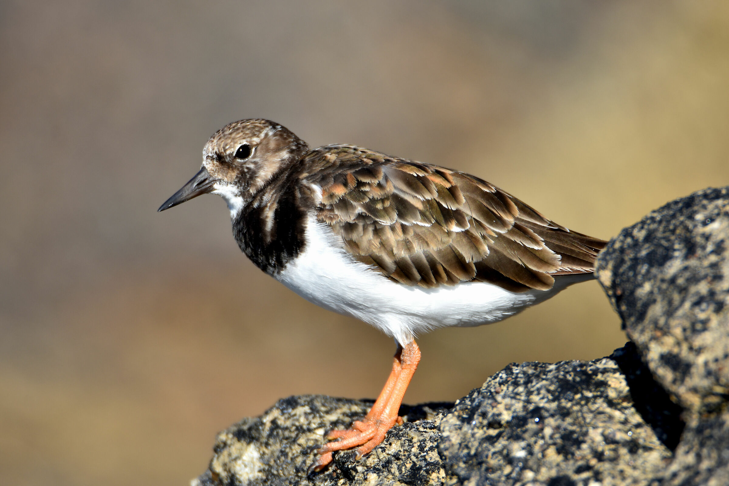 Looking for food on the rocks by the sea