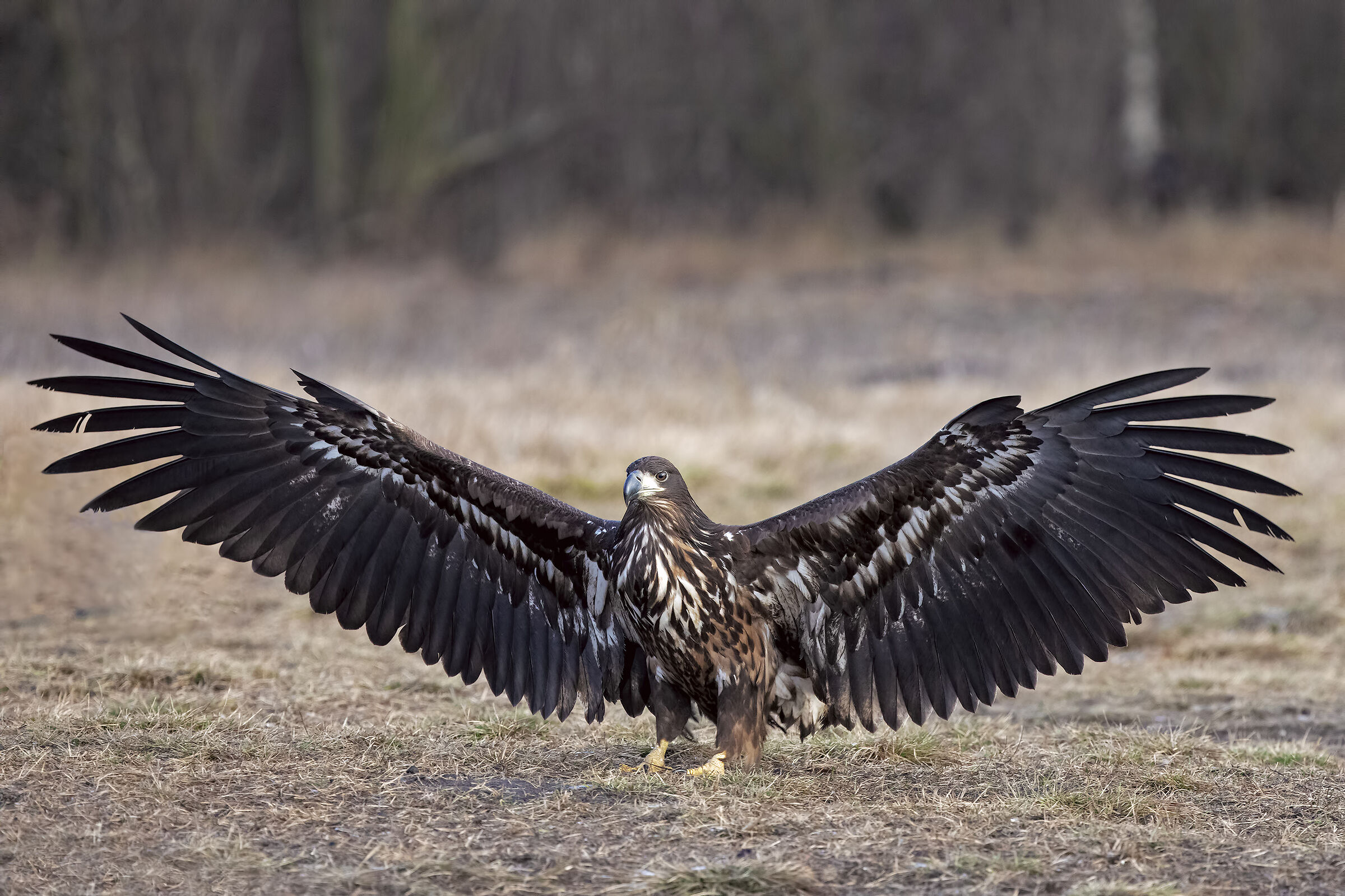 White-tailed sea eagle