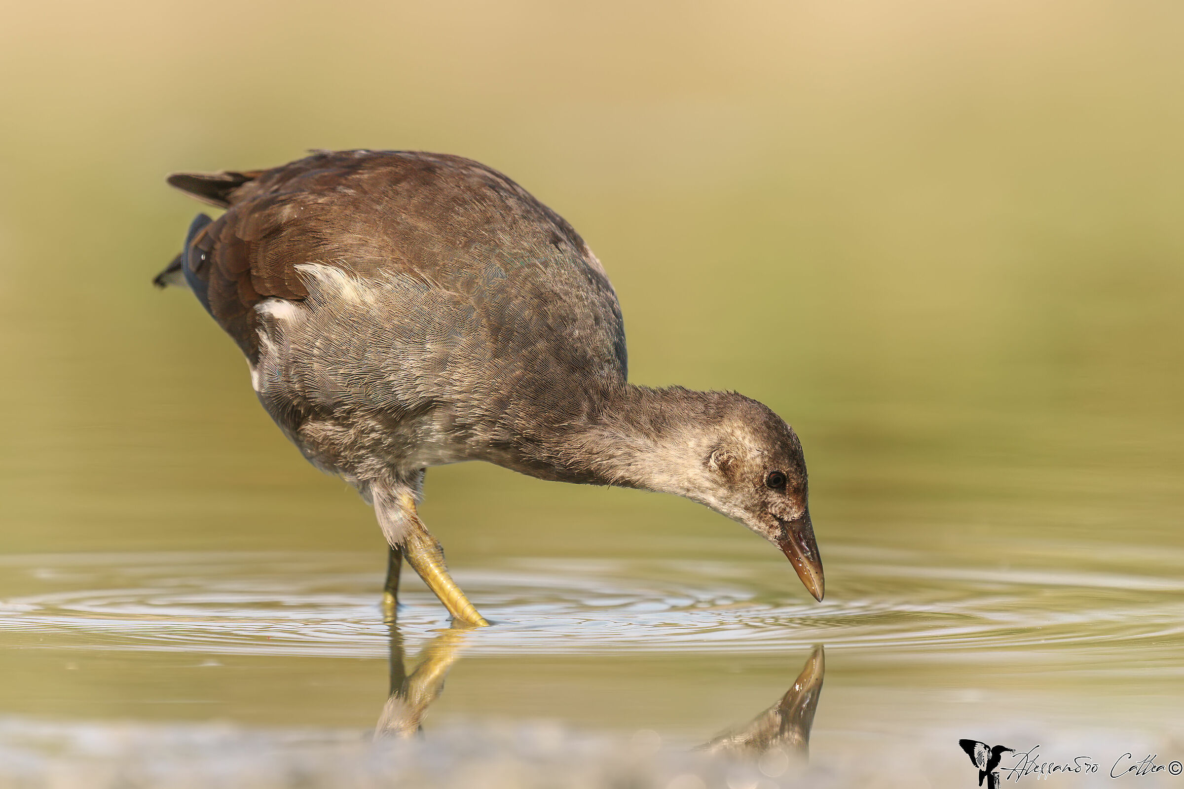The fishing of the young gallinella of water...