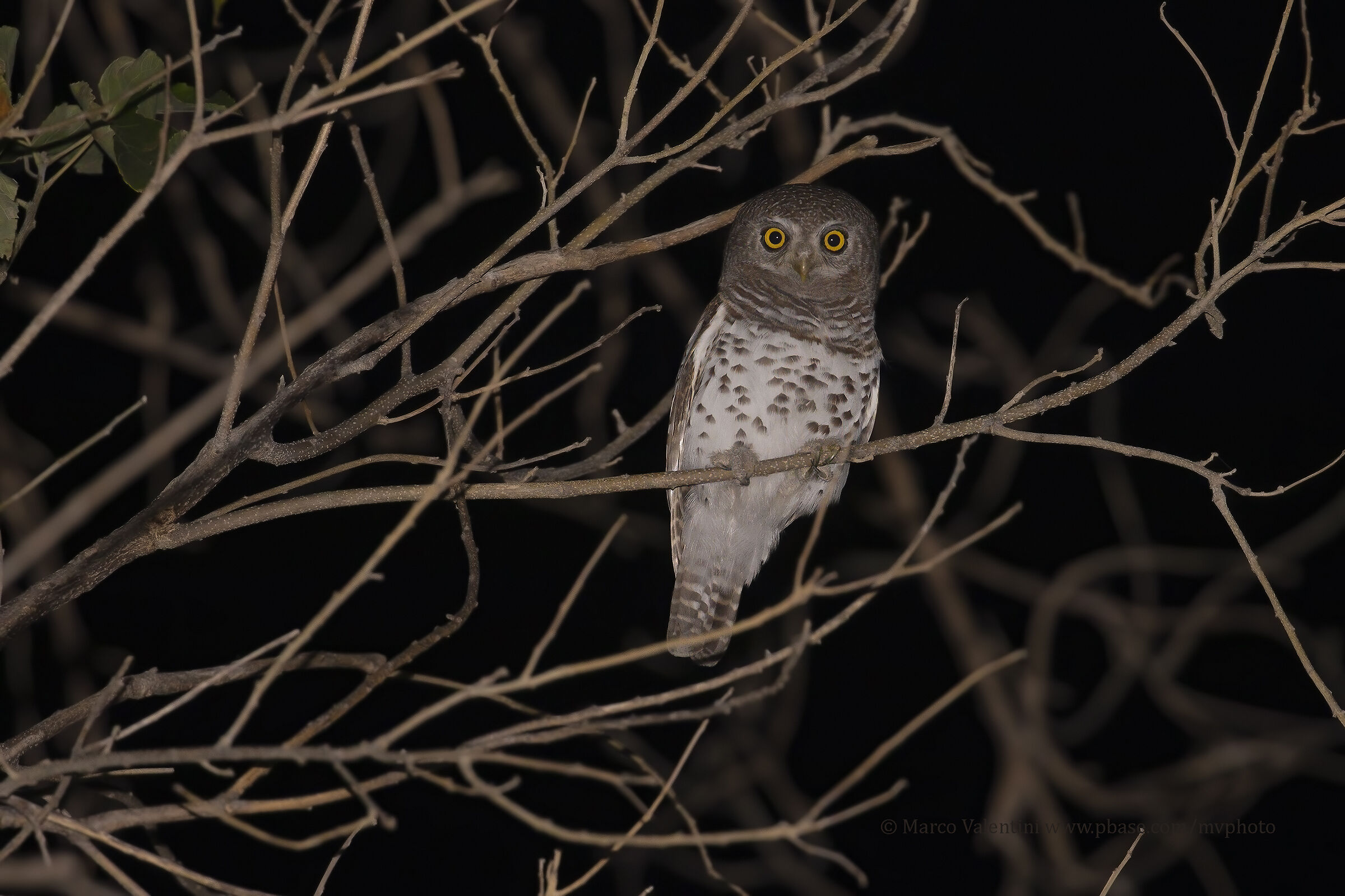 African slashed dwarf owl