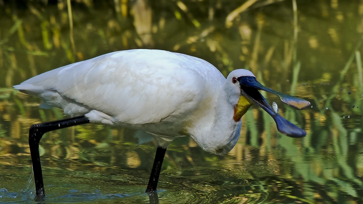 Spatola con ...pesciolino