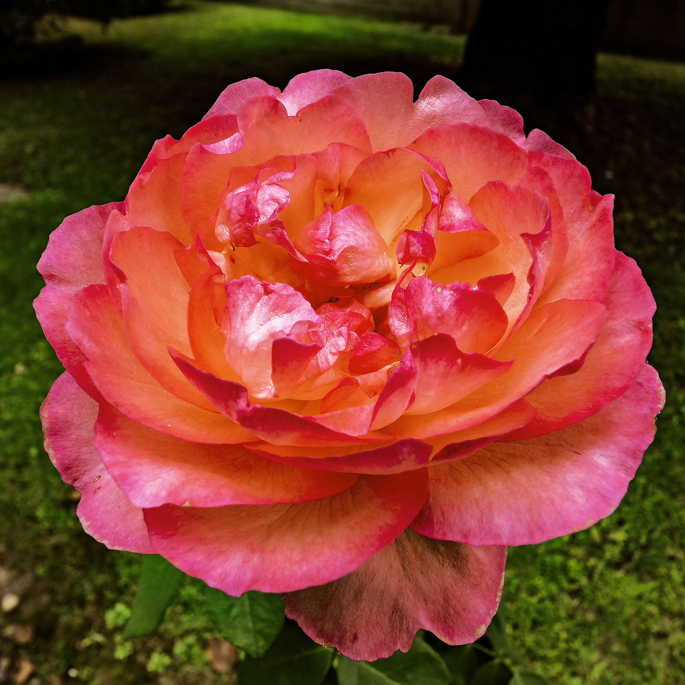 Rosa col 16 mm