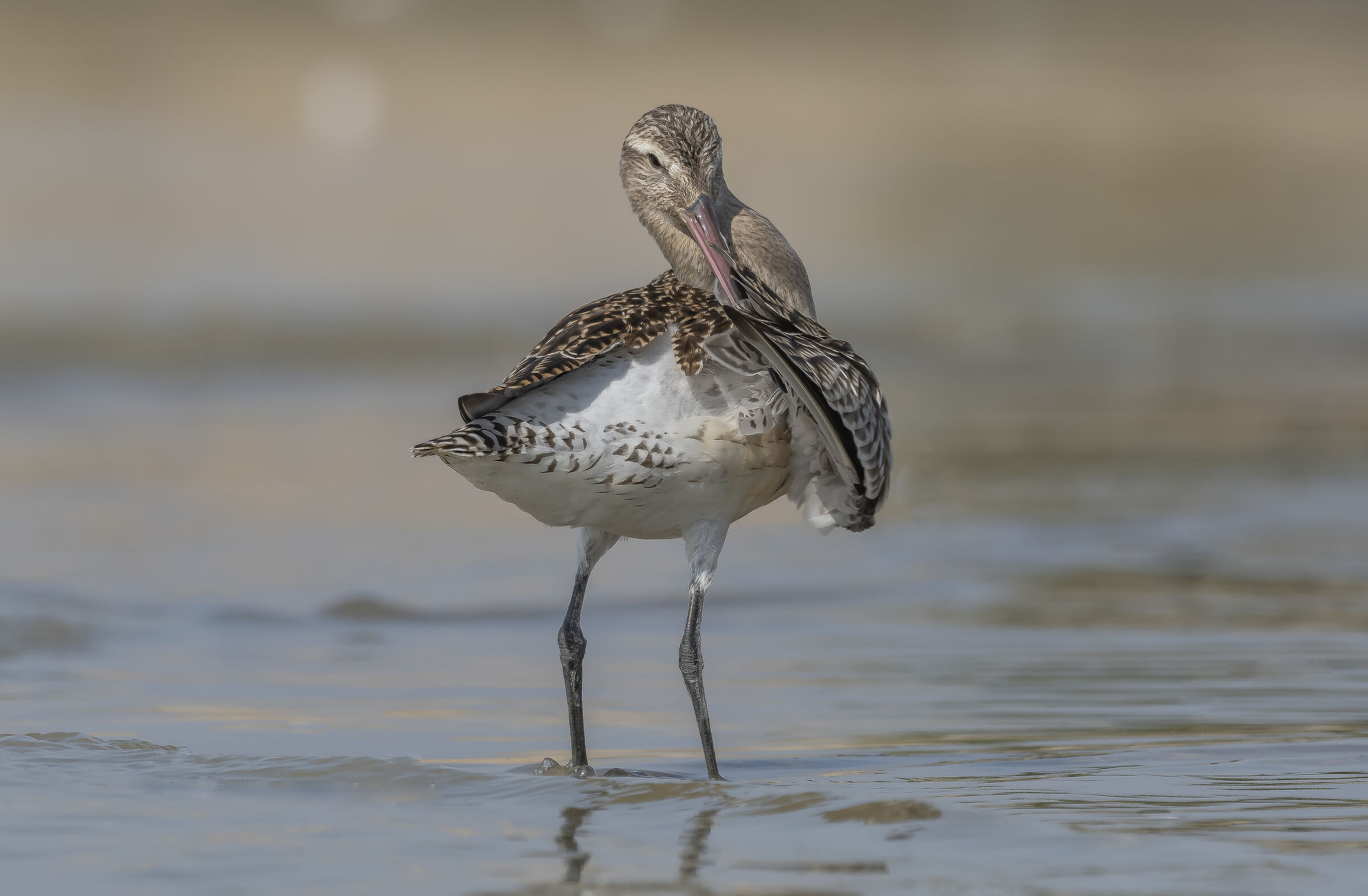 Pictish Minor (Limosa Lapland, Linnaeus 1758)
