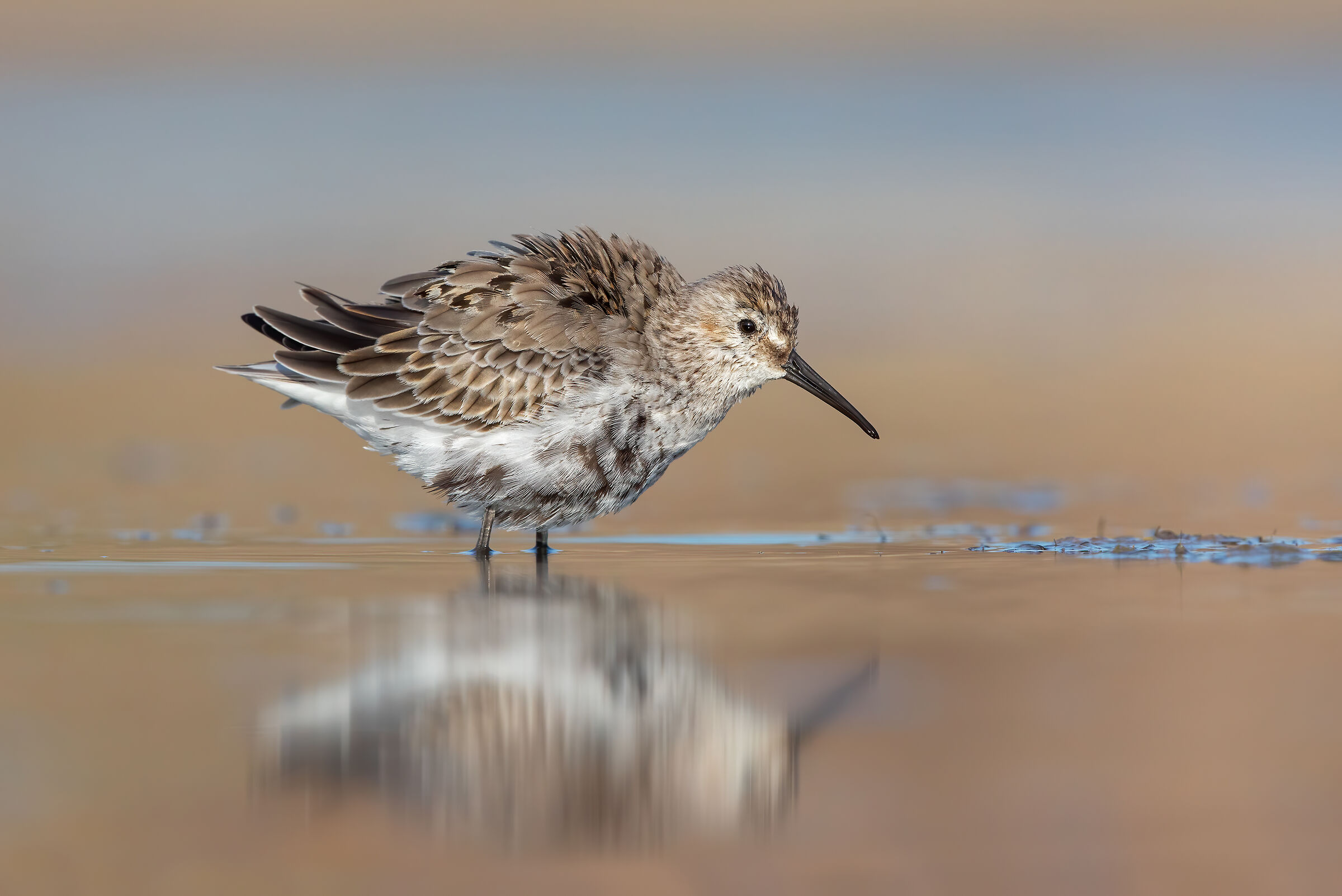 Black-bellied raincoat